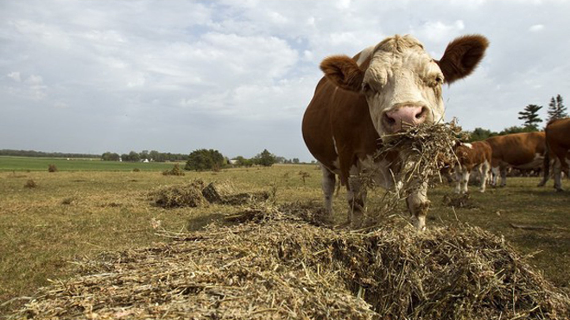 July 18, 2012: A cow feeds on hay near Rowley, Iowa.