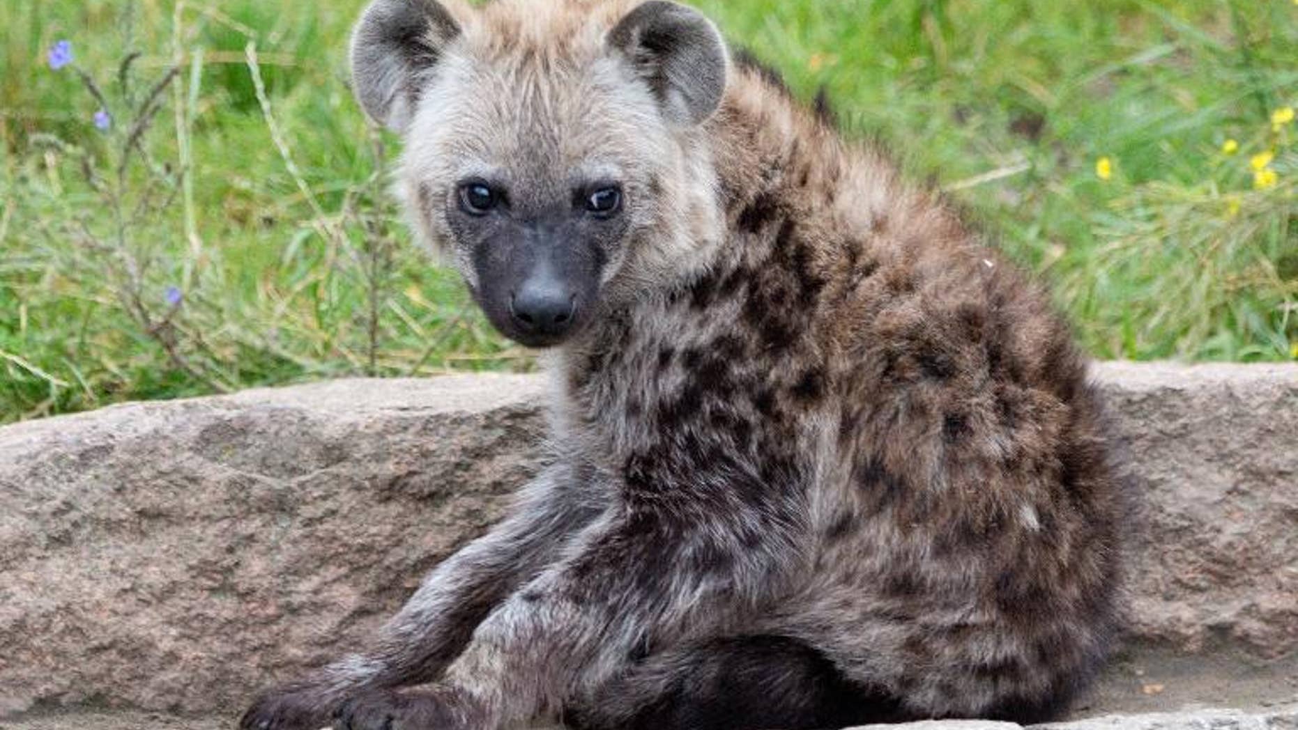 A five-month-old spotted hyena "Juma" sits in her enclosure at Berlin Zoo, on August 3, 2012