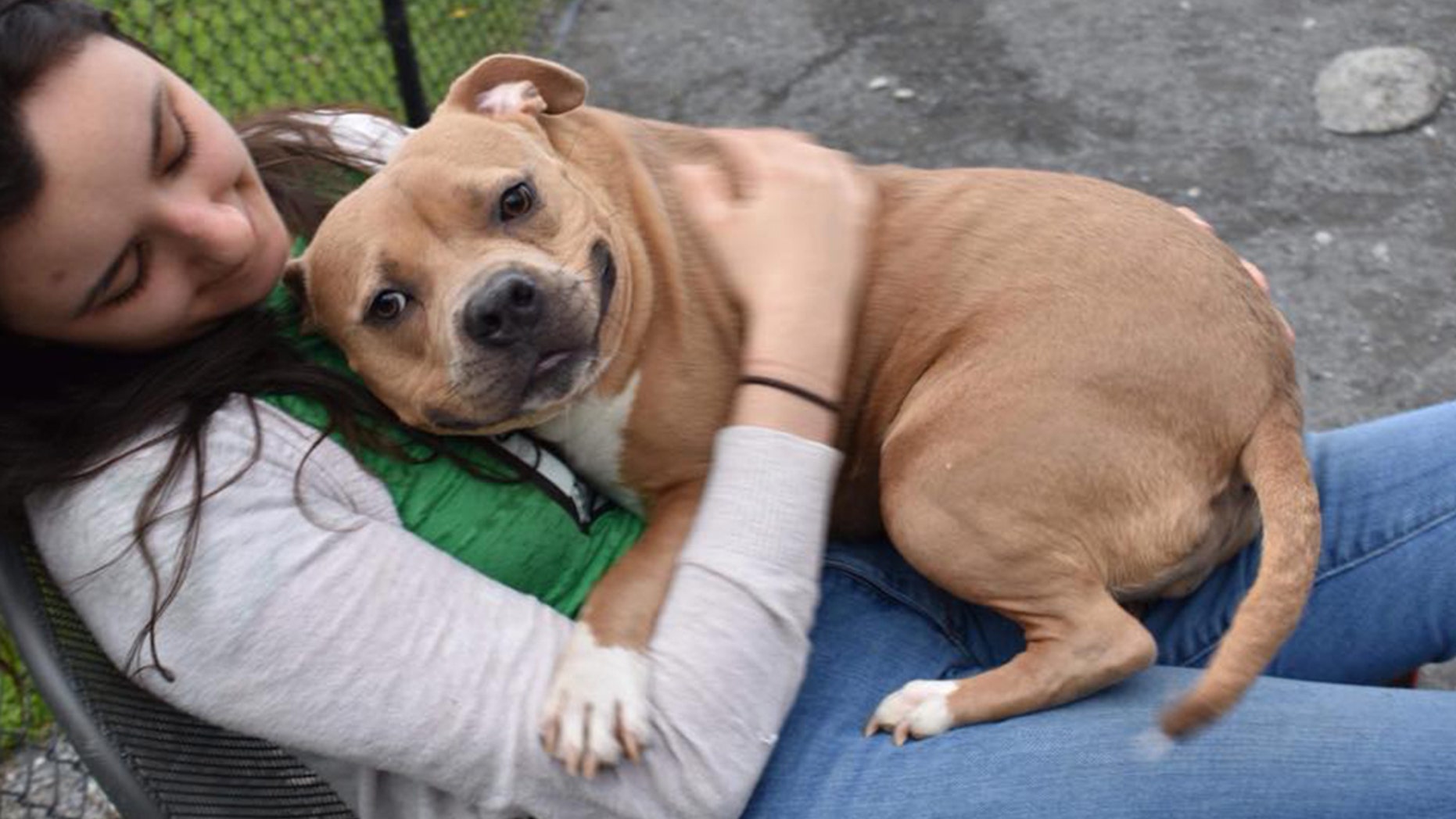 The shelter describes Helena as a loving "velcro dog."