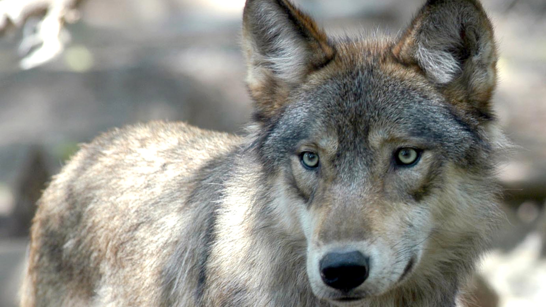 A gray wolf is shown Friday, July 16, 2004, at the Wildlife Science Center in Forest Lake, Minn., moments after Interior Secretary Gail Norton announced at the center, that the gray wolf should be removed from federal protection from Maine to the Dakotas. Norton announced a proposed rule that would lift protection under the Endangered Species Act for gray wolves in Minnesota, Wisconsin and Michigan as well as in at least 20 other states. (AP Photo/Dawn Villella)