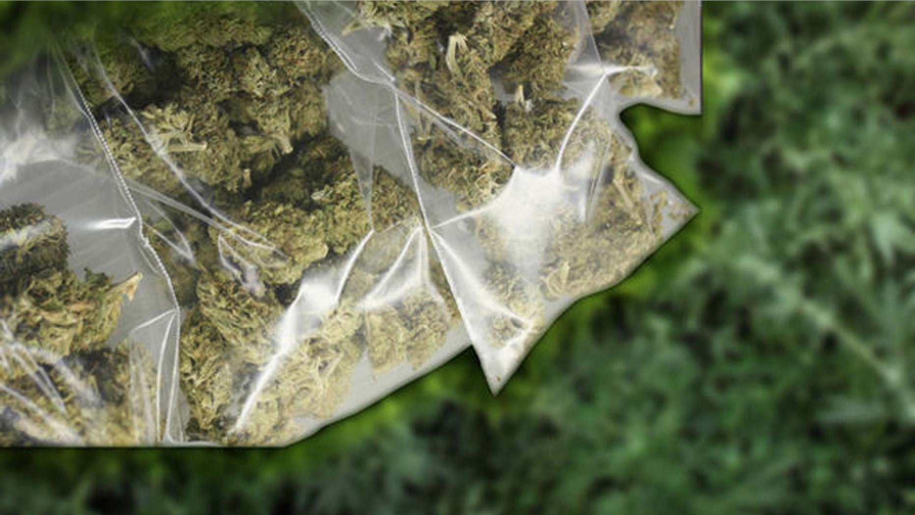 Palestinian Policemen load Marijuana plants into a truck in the west Bank town of Nablus Tuesday, March 27, 2007. Palestinian police uncovered a large amount of Marijuana growing in a Nablus apartment on Tuesday. Police used two trucks to haul the weed away. (AP Photo/Nasser Ishtayeh)