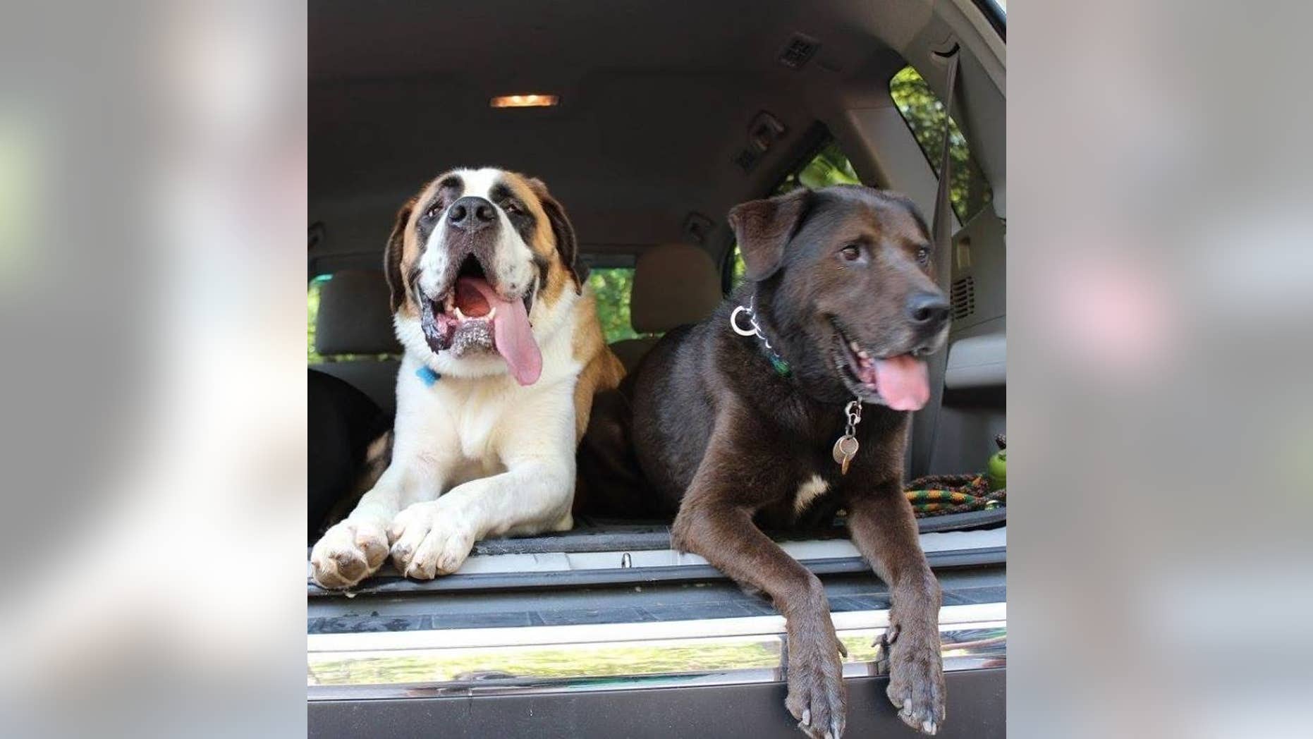 Janna Joyner said her two dogs died Sunday after eating poisonous mushrooms they found in her backyard.