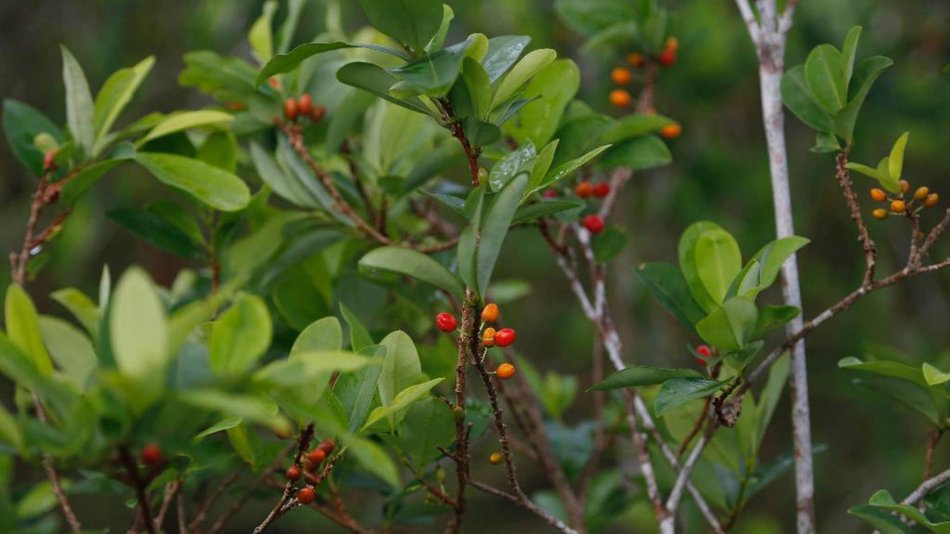 FILE - In this Feb. 26, 2016 file photo, coca grows in the Villa Nueva community of Chimore, Bolivia. Bolivia's government announced on Sept. 2, 2016 that it's proposing a law to punish illegal growers of coca with up to three years of prison time. Illegal cultivators currently do not face prison in a country where the plant has many traditional uses and the president is a former coca farmer. (AP Photo/Juan Karita, File)