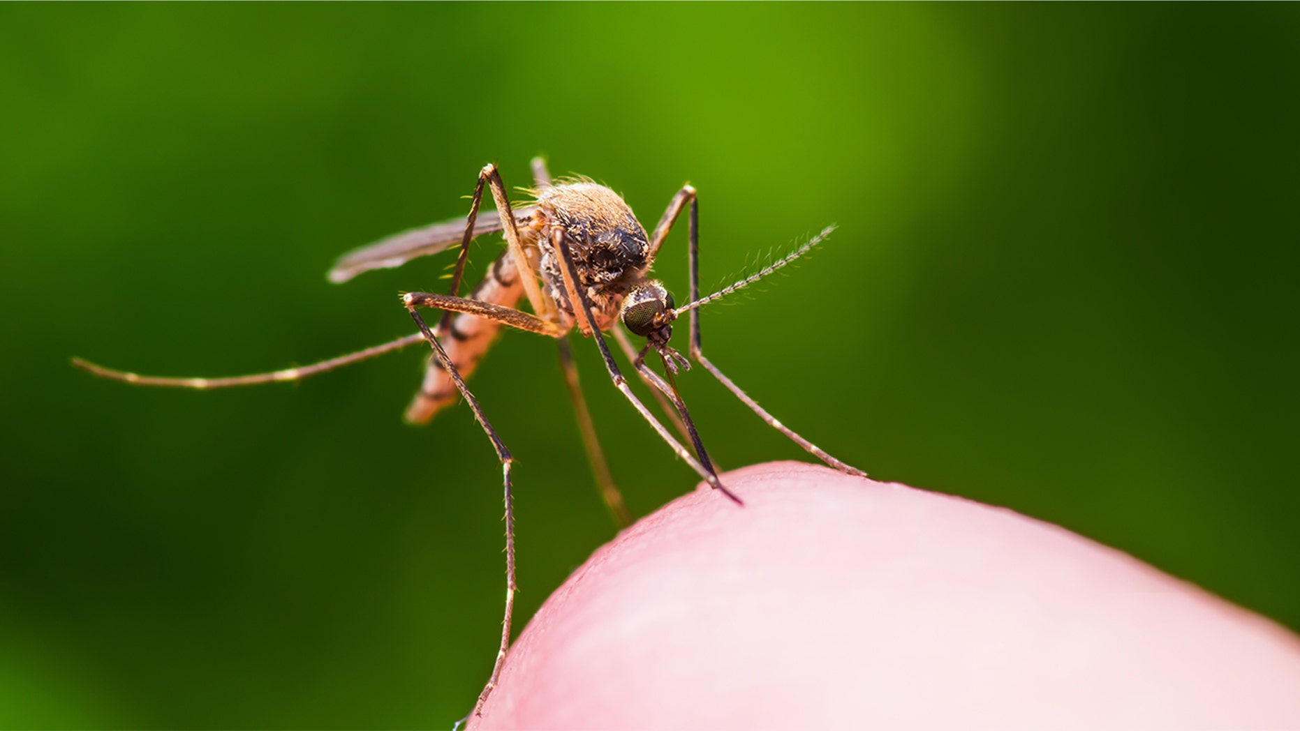 Treat mosquito bites with these simple tricks.