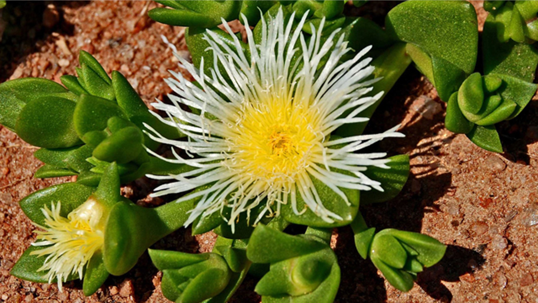 This photo supplied by Halls, Gericke and Hofmeyr (HGH) Pharmaceuticals and taken Sept. 18, 2009 shows the indigenous plant, sceletium tortuosum, in the Karoo in South Africa. The plant, that the San people have long chewed, to reduce stress, relieve hunger, sedate and elevate moods is to be marketed internationally.