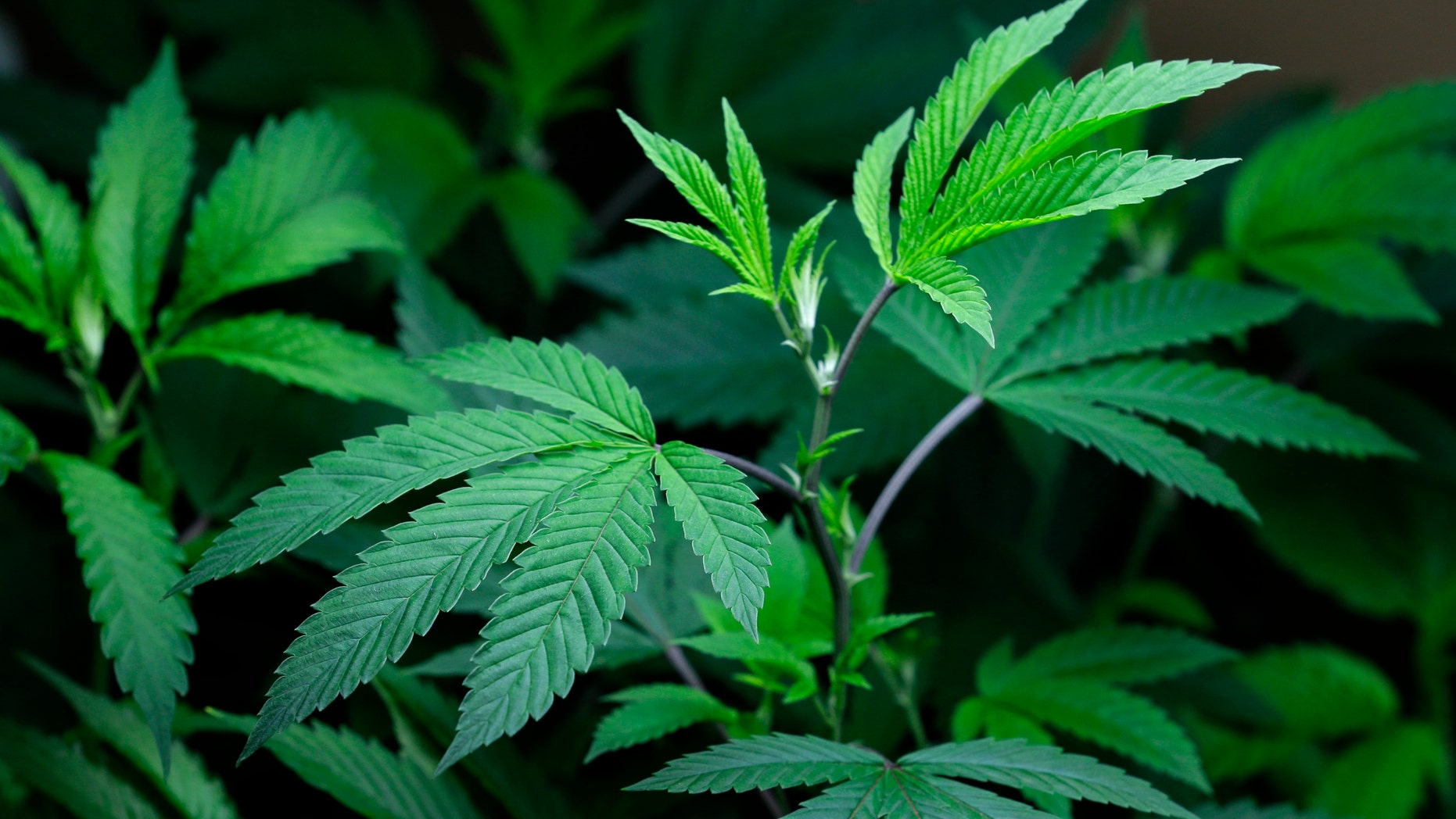 Marijuana clone plants that are used to grow medical marijuana are displayed under a light.