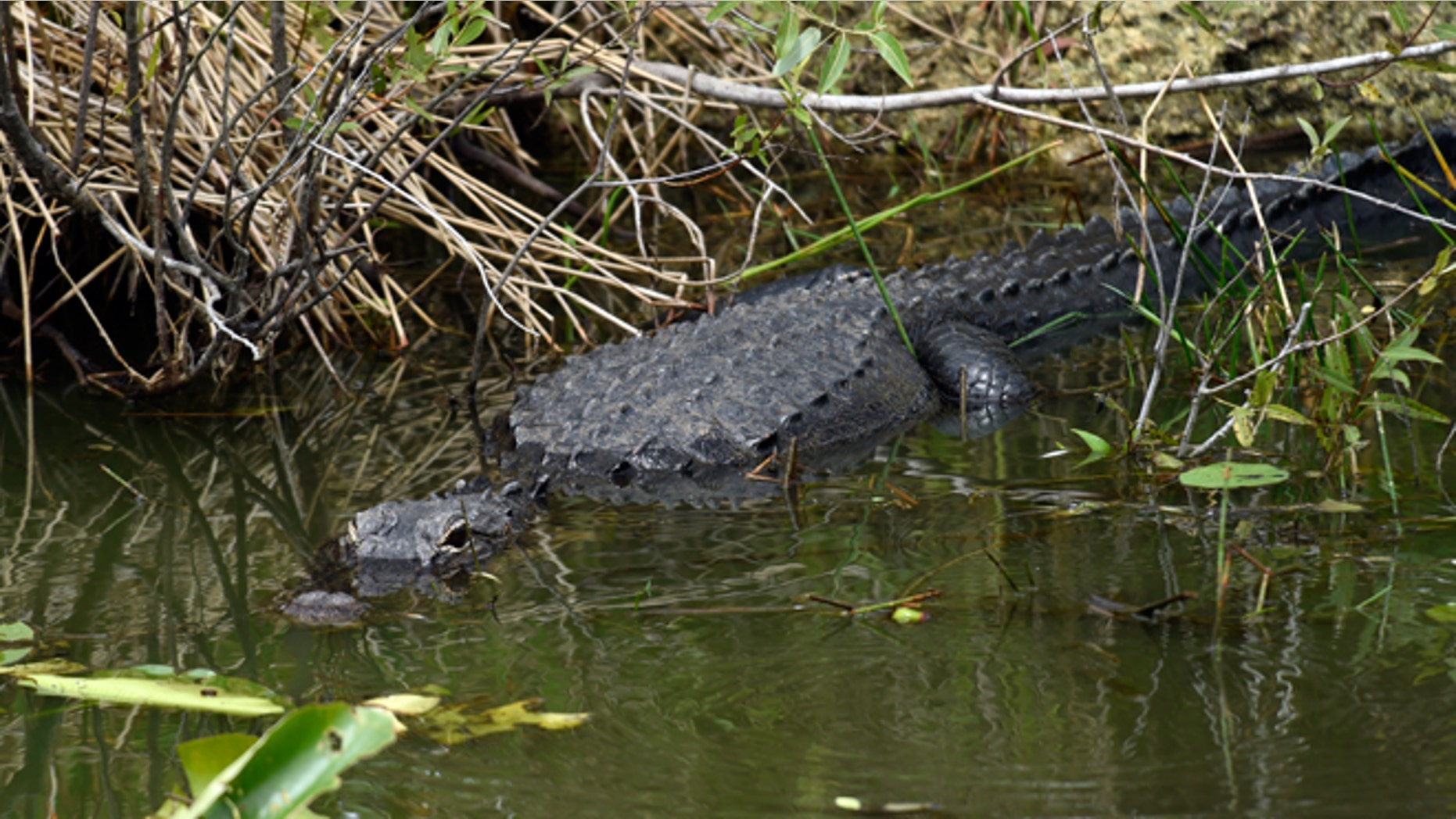 April 22, 2015: An alligator hangs out in the water while President Barack Obama walks nearby on the Anhinga Trail at Everglades National Park, Fla. Obama visited the Everglades on Earth Day to talk about how global warming threatens the U.S. economy. He says rising sea levels are putting the "economic engine for the South Florida tourism industry" at risk.