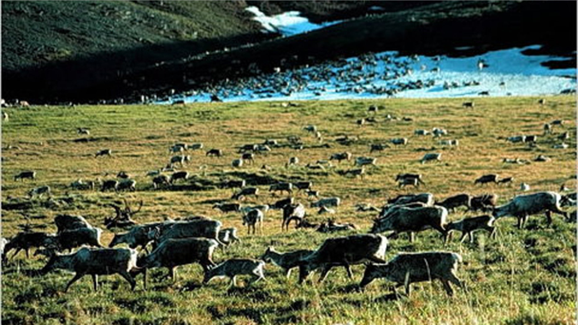 Caribou grazing in the Arctic National Wildlife Refuge in Alaska.
