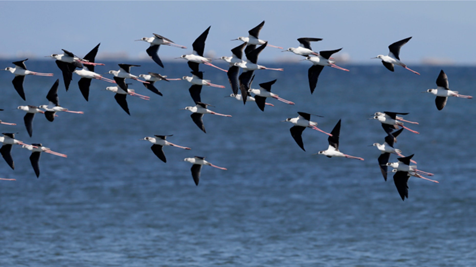 April 22, 2015: Black winged stilts fly around Freedom Island where environmental activists are conducting coastal clean-up to mark World Earth Day at suburban Las Pinas, south of Manila, Philippines. The Freedom Island, which is home to about 80 species of local and migratory birds, is the receptacle of wastes, mostly plastics, that were washed ashore especially during rainy season.