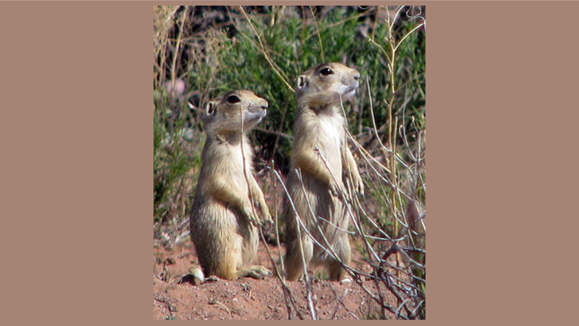 FILE -- Utah prairie dogs