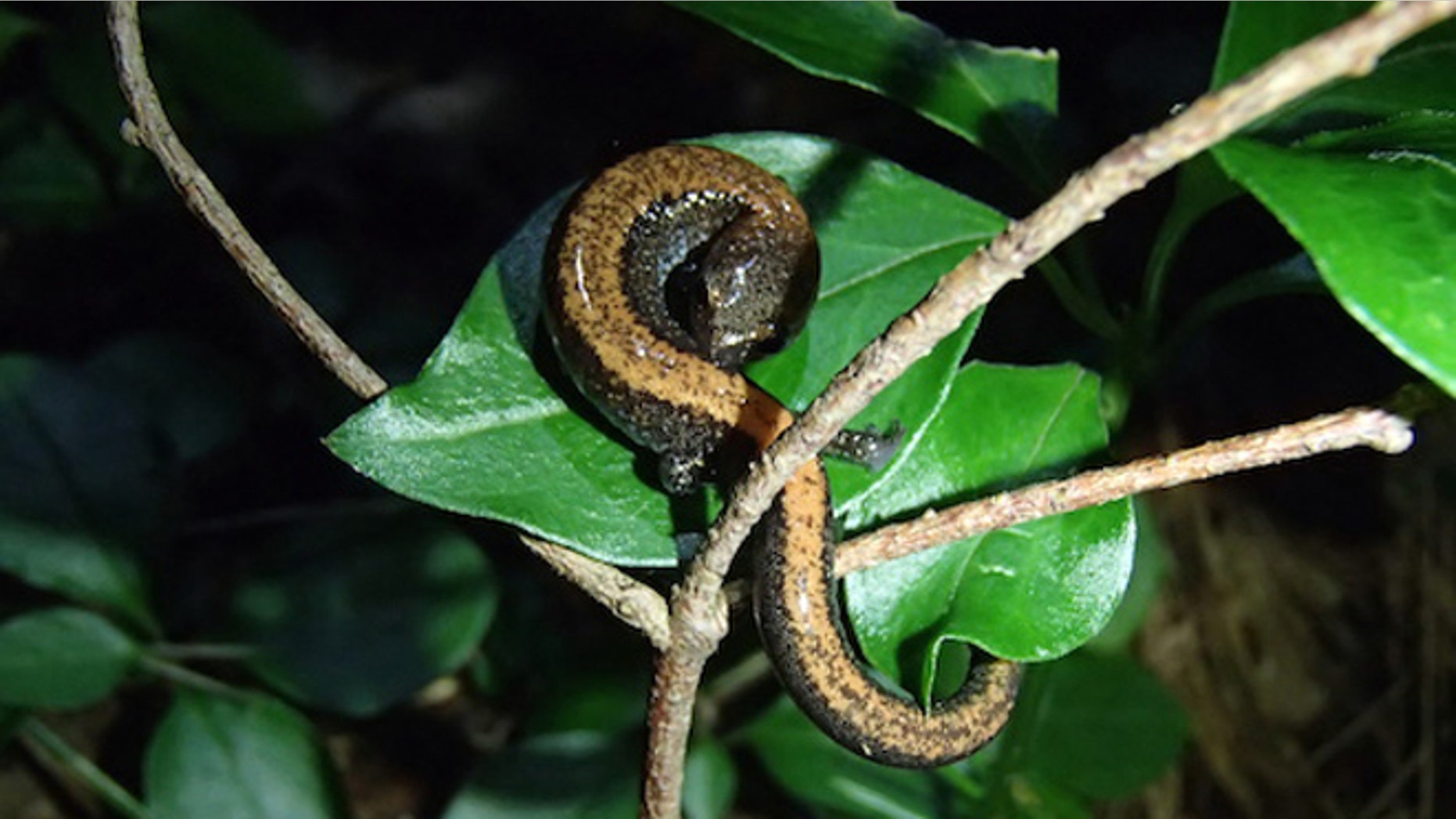 FILE -- Sept. 27, 2013: A photograph provided by the University of Maryland shows a red-backed salamander, one of the native Appalachian mountain range salamander species that has gotten significantly smaller. Scientists say salamanders in the mountain range are getting smaller in response to climate change.