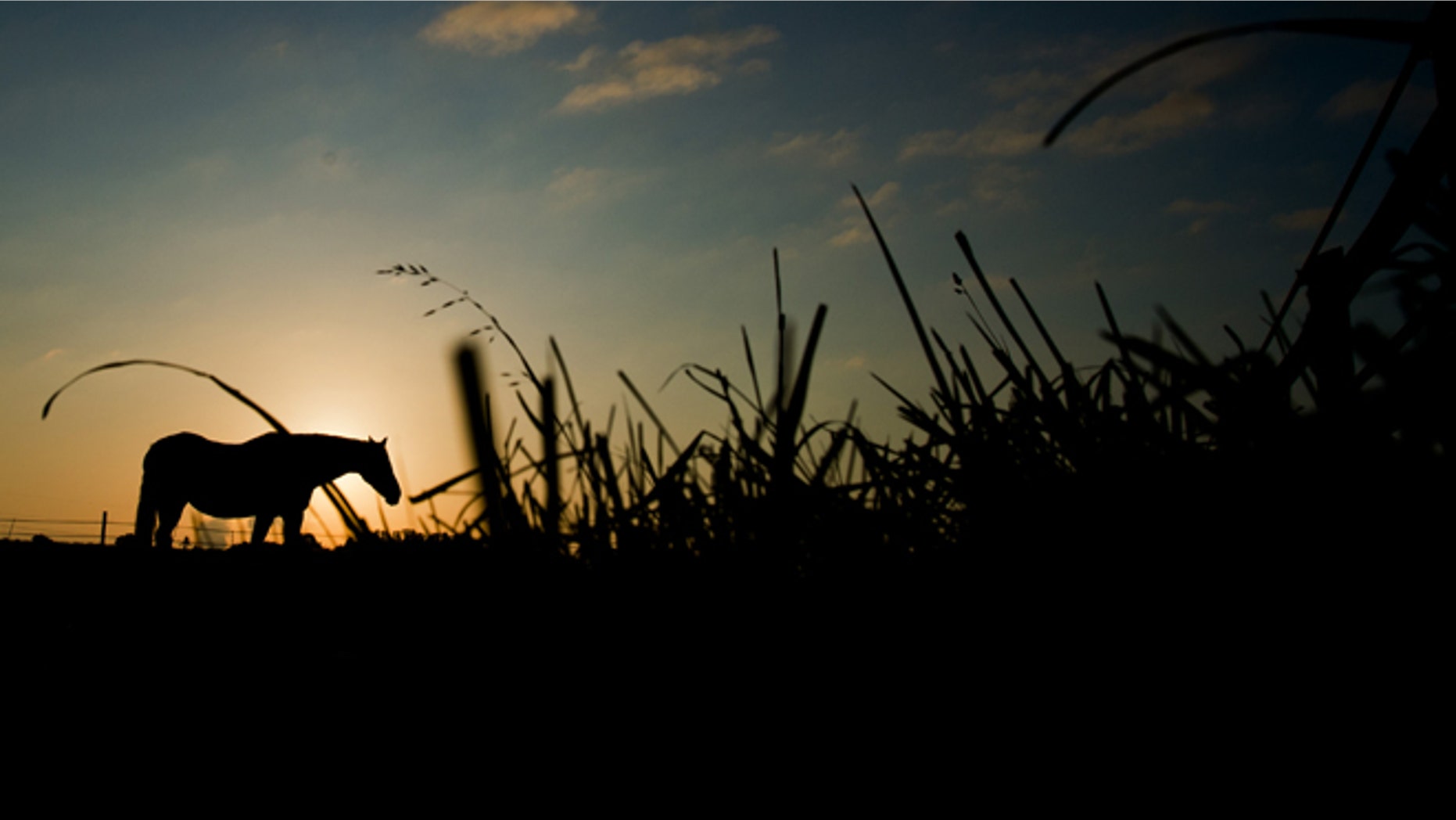 FILE -- Aug. 20, 2014: A horse grazes on a pasture near Sehnde, northern Germany, at sunrise.