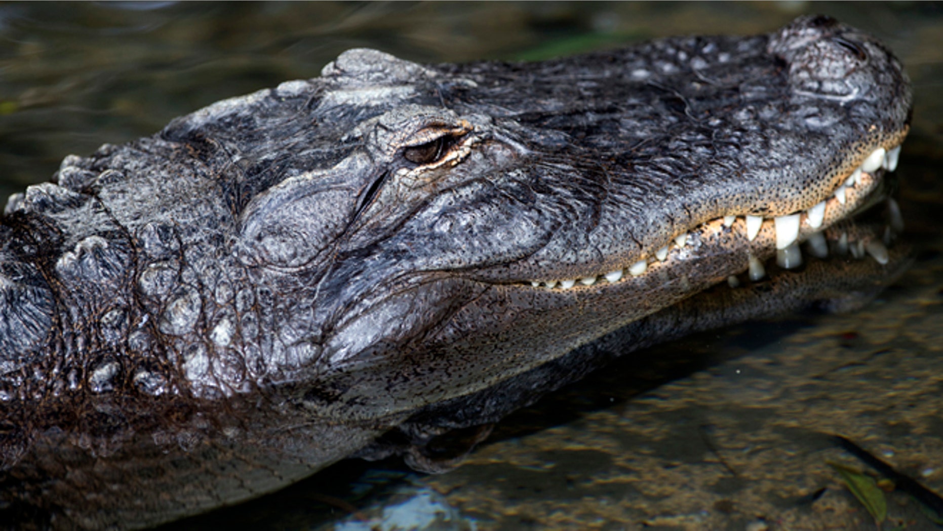An alligator is pictured at the zoo in Los Angeles, California January 28, 2015. Picture taken January 28, 2015. REUTERS/Mario Anzuoni (UNITED STATES - Tags: ANIMALS) - RTR4NJY8