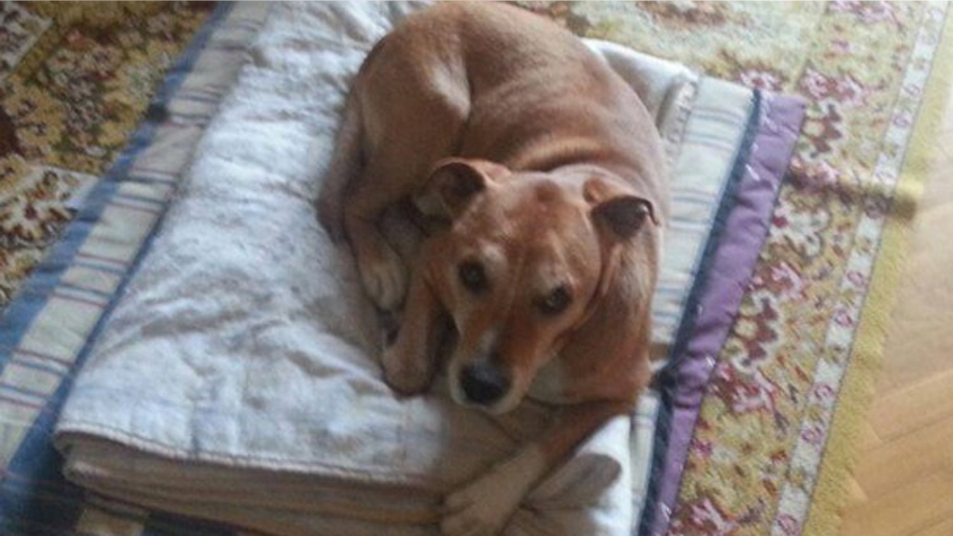 This is an undated image released on Wednesday Oct. 8, 2014 by animal rights organisation PACMA of a dog named Excalibur who is owned by Javier Limon and his wife, a nurse assistance who got infected with Ebola in Madrid. Ebola's victims may include a dog named Excalibur. Officials in Madrid got a court order to euthanize the pet of a Spanish nursing assistant with Ebola because of the chance the animal might spread the disease. At least one major study suggests that dogs can be infected with the deadly virus without having symptoms. But whether or how likely they are to spread it to people is less clear. (AP Photo/PACMA) NO ARCHIVE