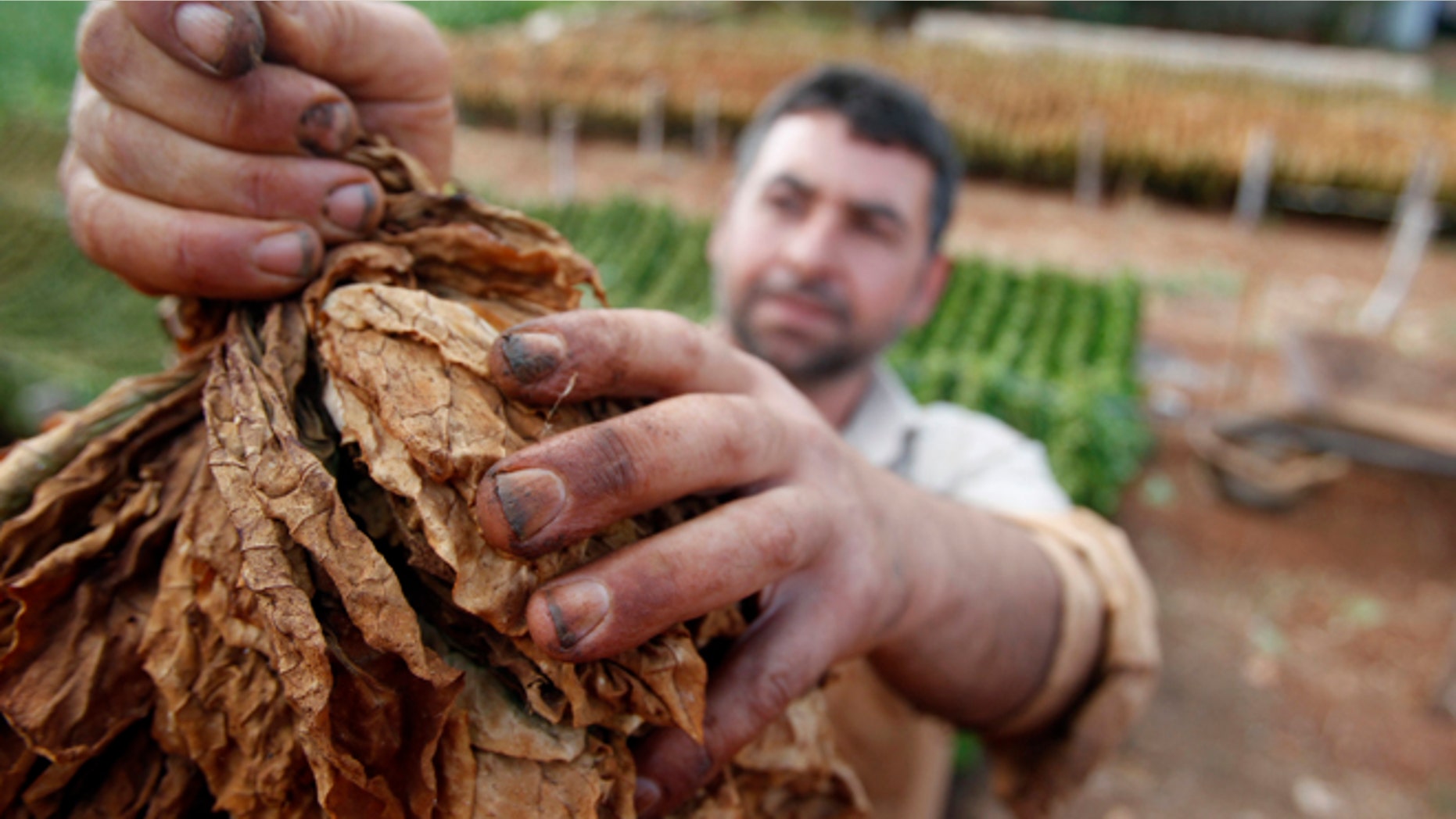 A farmer holds tobacco leaves in Aitaroun, south Lebanon, June 7, 2014. REUTERS/Ali Hashisho