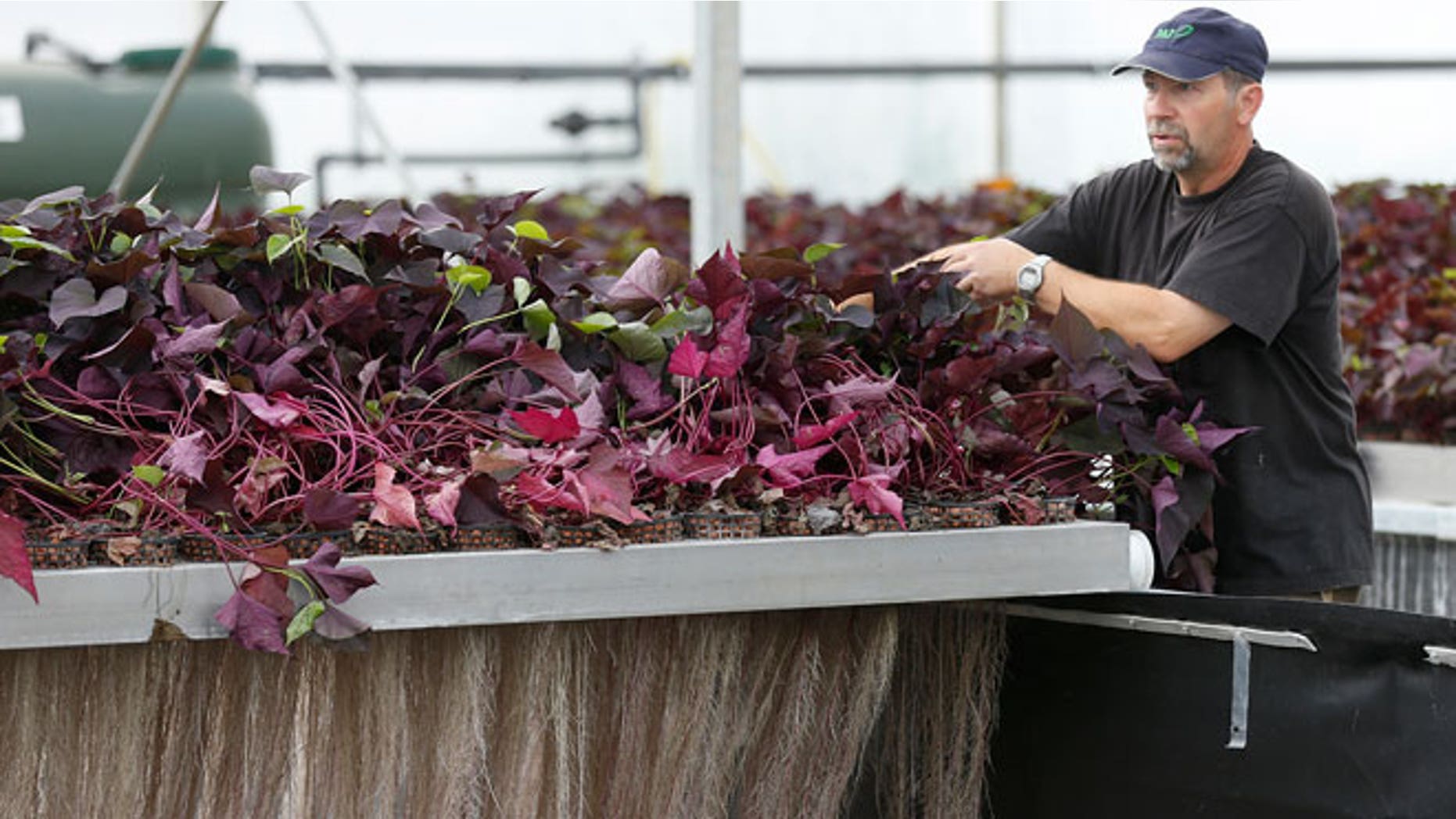 An employee prepares the exudation of plants roots at the Plant Advanced Technologies (PAT) company greenhouse in Laronxe near Nancy, Eastern France, June 19, 2015. The farmers employed at the site in Laronxe are growing plants in a special way with a view to "milking" them for use in medicines, cosmetics and agrochemicals. Several major brands, including Germany's BASF and France's Chanel, have teamed up with Plant Advanced Technologies (PAT) in the hope of securing privileged access to the so-called 'biomolecules' it extracts through the use of a patented technique. Picture taken June 19, 2015.