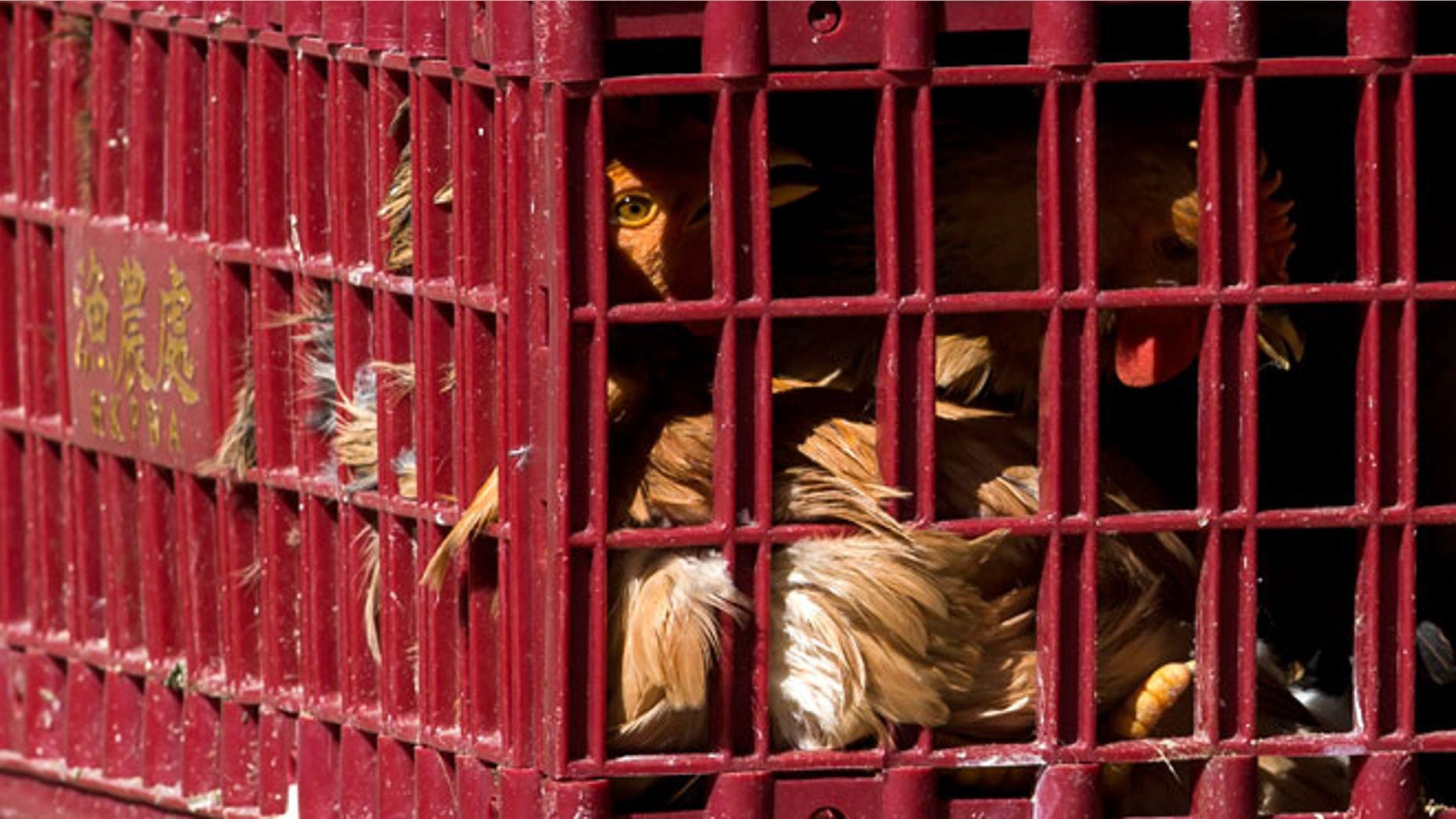 Chickens look out from a cage at a wholesale poultry market in Hong Kong December 31, 2014.