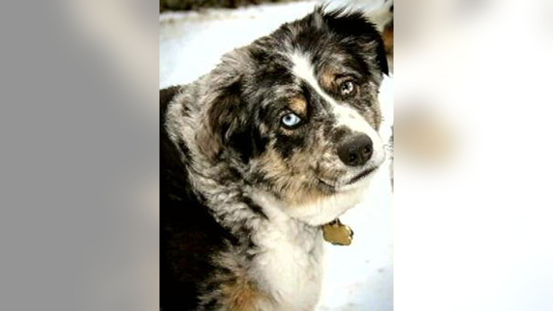 Hoss, a 5-year-old Australian shepherd in North Texas, has gone missing after helping his owner, Shadoh Campbell, beat cancer.