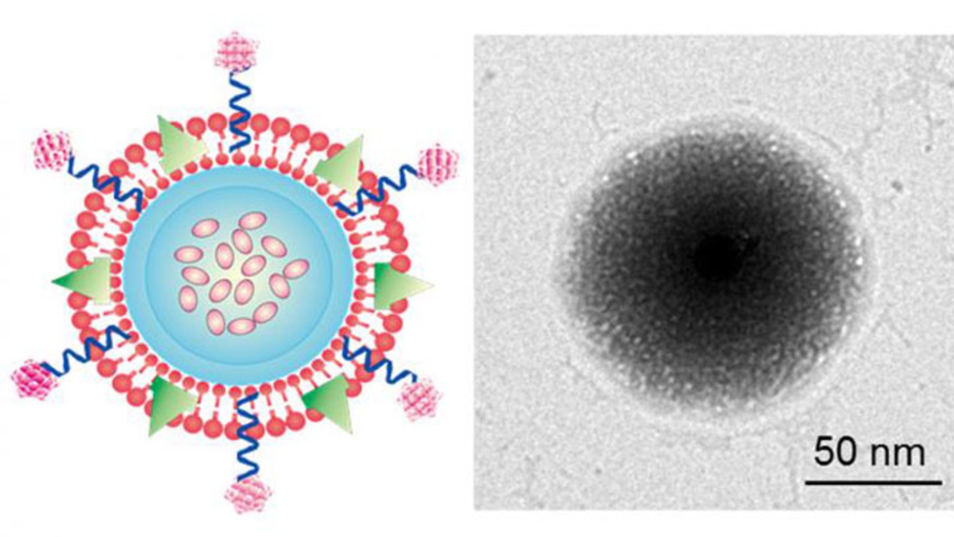 On the left is the schematic design of the TRAIL/Dox loaded platelet membrane-coated nanogel delivery system. The TRAIL is attached on the surface of membrane and Dox is loaded in the core of nanogel. On the right is a transmission electron microscope image of the drug delivery system. Black is the synthetic core nanogel, the outside shell is the platelet membrane.