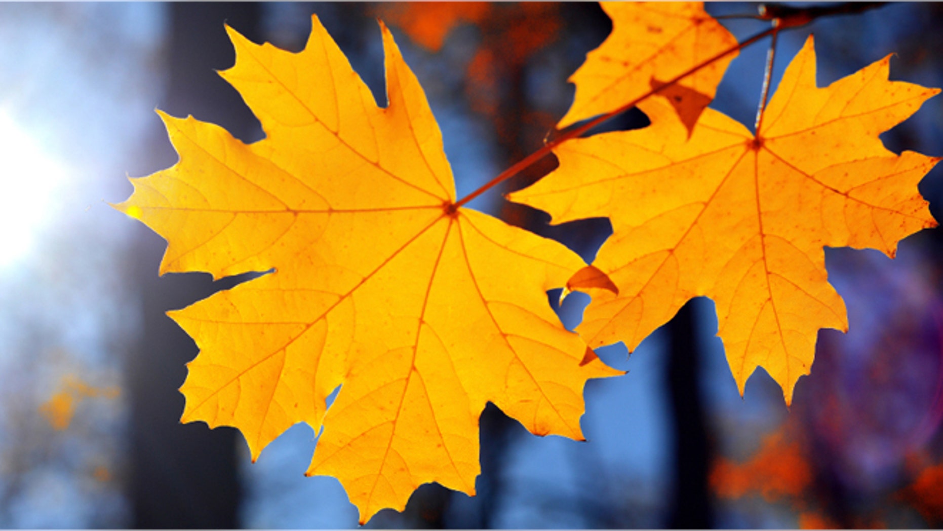 Yellow maple leaf