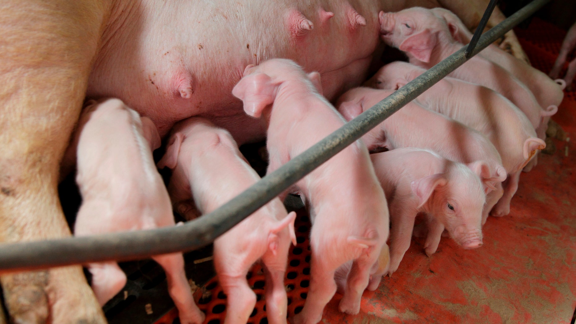 Newborn piglets suckle at Whiteshire Hamroc farm in Albion, Indiana March 16, 2012. The animals here at the Whiteshire Hamroc farm have been bred for one purpose: to be flown halfway around the world, on a journey fueled by China's appetite for food independence. In a country where pork is a culinary staple, the demand for a protein-rich diet is growing faster than Chinese farmers can keep up. While Americans cut back on meat consumption to the lowest levels seen in two decades, the Chinese now eat nearly 10 percent more meat than they did five years ago. Picture taken March 16, 2012. To match INSIGHT USA-CHINA/FOOD REUTERS/John Gress (UNITED STATES - Tags: FOOD AGRICULTURE BUSINESS ANIMALS) - RTR30Z07