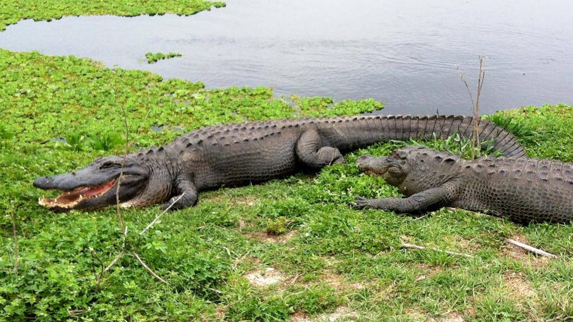 In this March 24, 2014 photo, alligators lie on grass near fresh water at Paynes Prairie Preserve State Park, in Gainesville, Fla. he death of a Nebraska tot killed by an alligator at Walt Disney World raises questions in a state known for tourism. While residents know of the dangers posed by the predators, how should attractions warn unsuspecting visitors? Area officials have praised Disney's wildlife management system, but the company says it's reviewing policies that do not include alligator warning signs around lakes and ponds. (AP Photo/Jay Reeves)