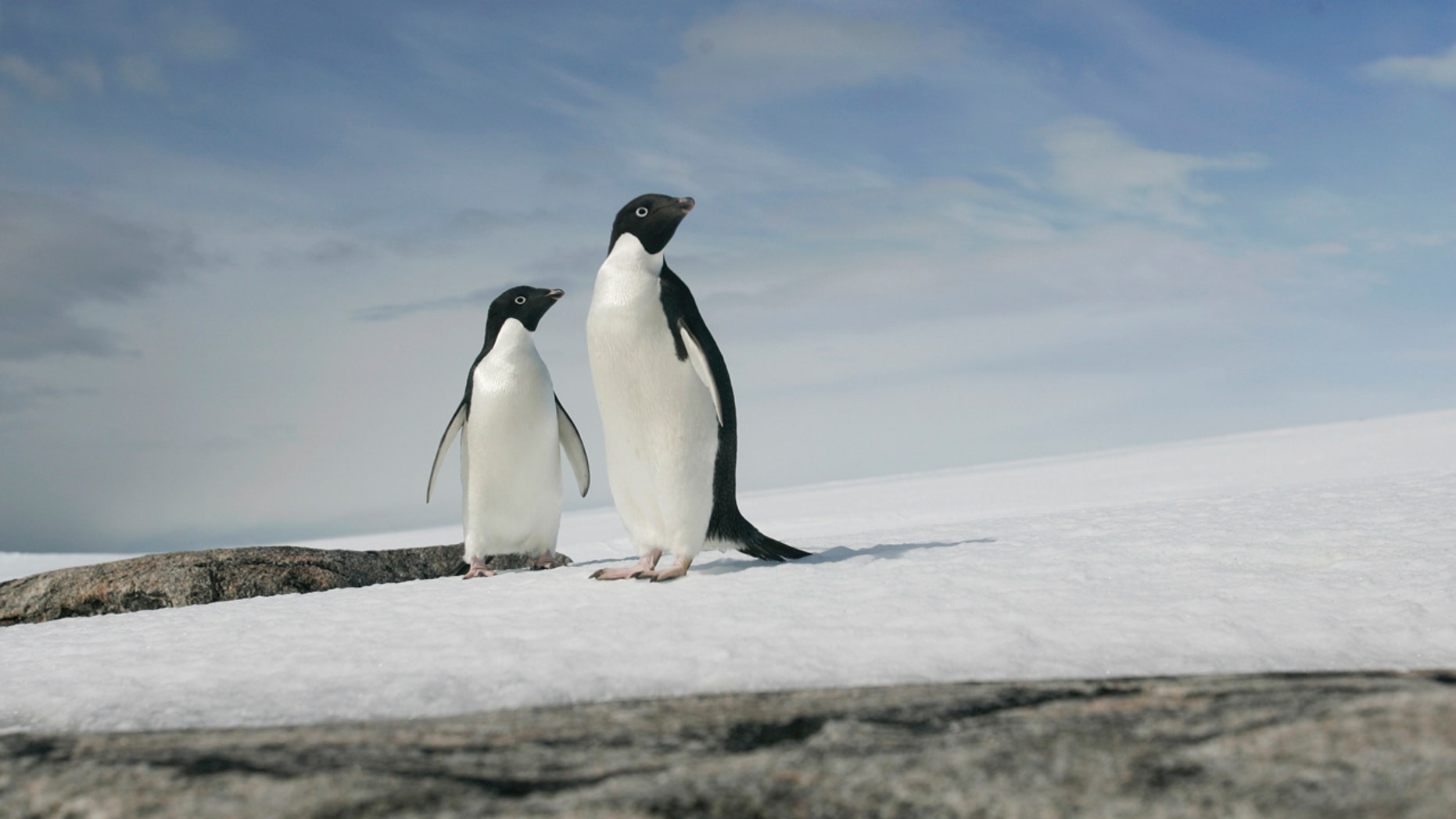 A pair of Adelie penguins are pictured at Cape Denison, Commonwealth Bay, East Antarctica, December 28, 2009.