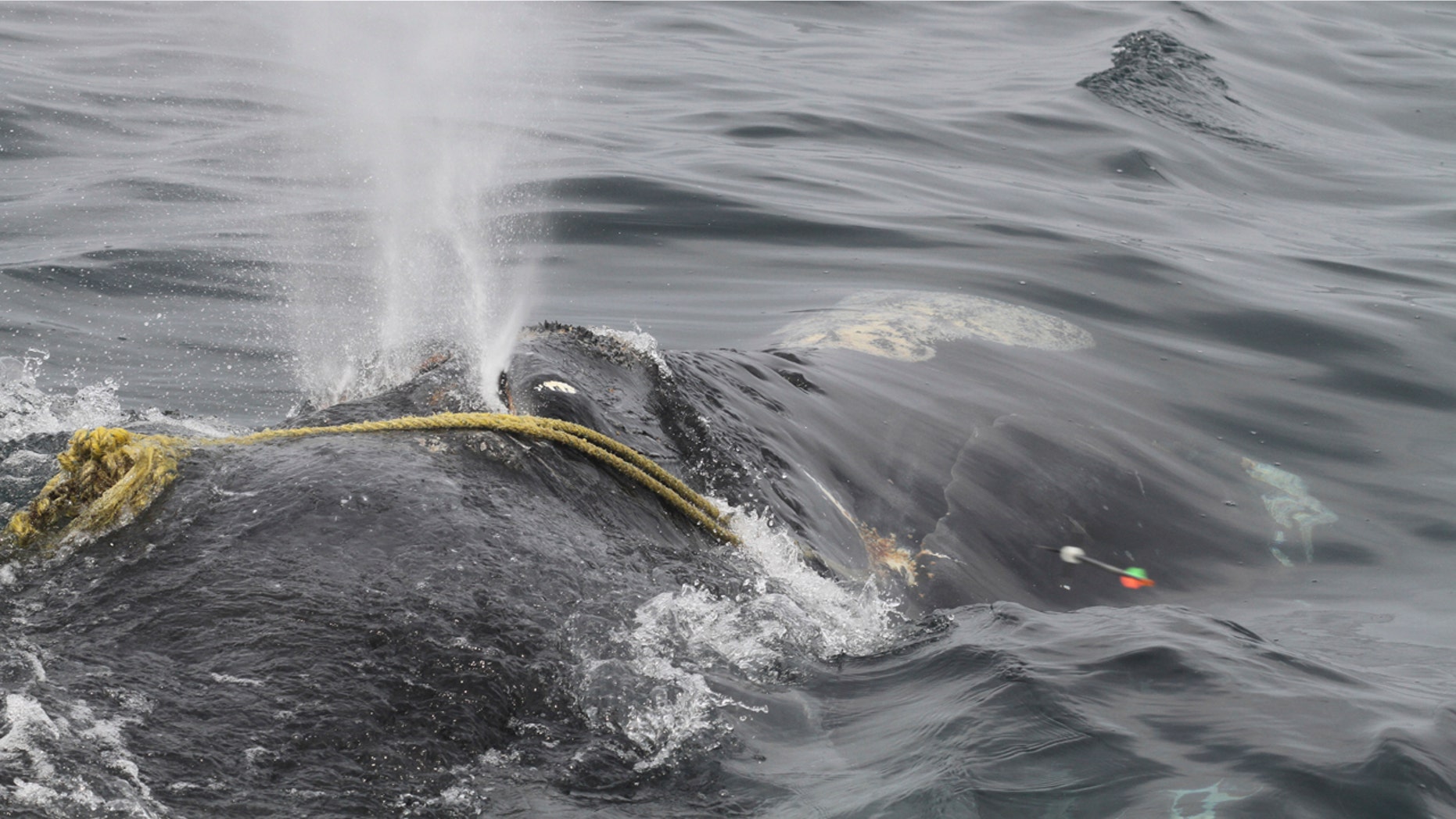 In this April 12 photo taken by Lisa Sette on Stellwagen Bank off of Massachusetts, a right whale known as “Kleenex” is entangled in fishing gear.
