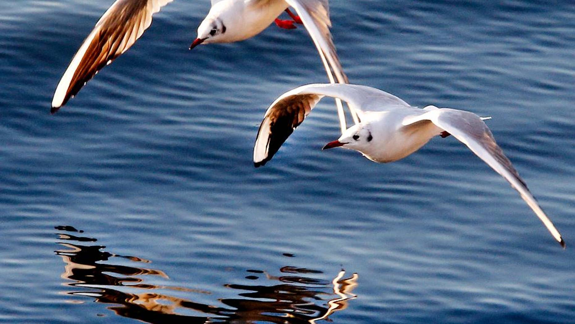 Two seagulls fly over the river Main in Frankfurt, Germany, on a cold and sunny Friday, Jan. 6, 2017. (AP Photo/Michael Probst)
