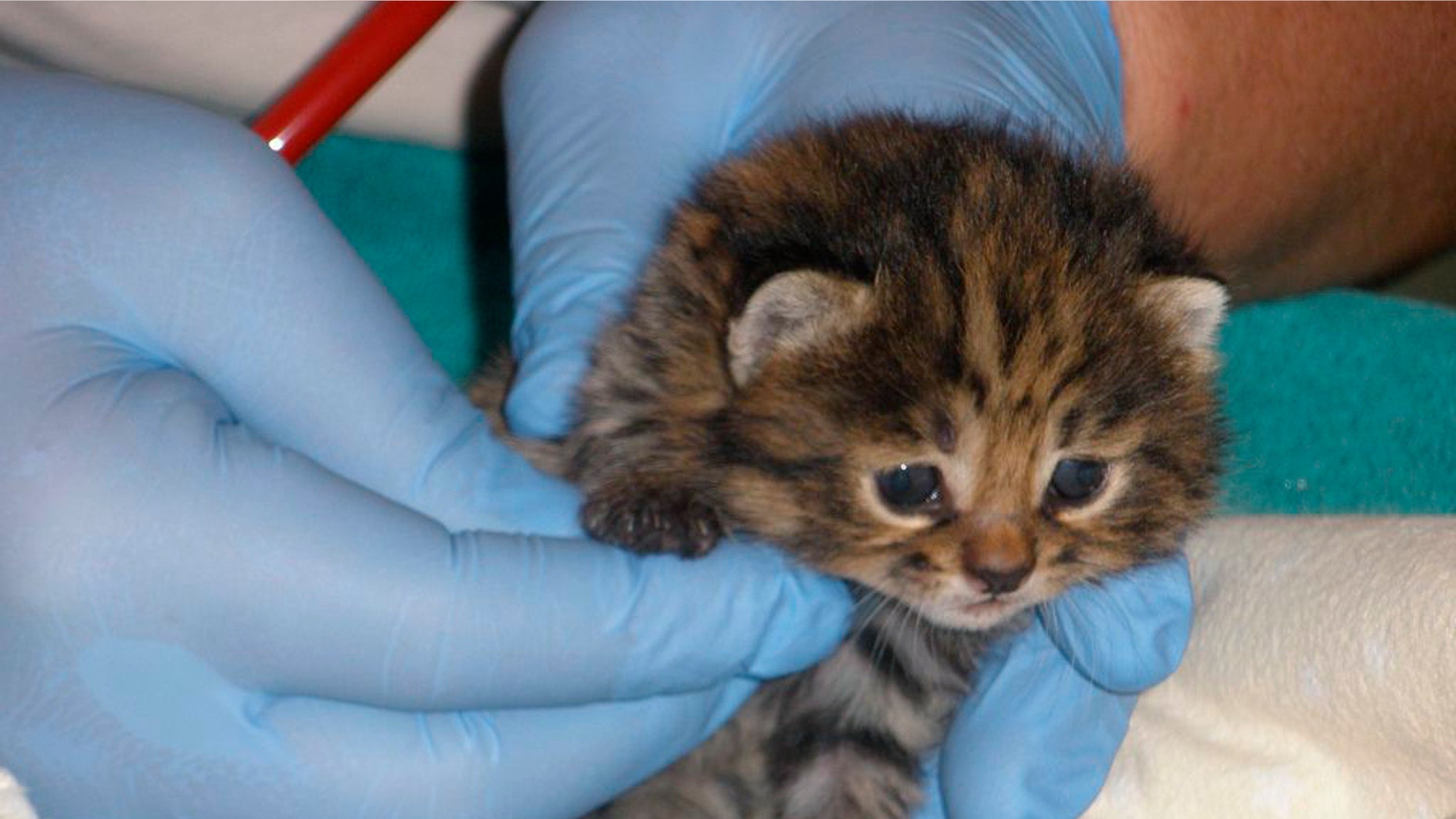 This photo, provided by Audubon Nature Institute, shows one of two rare African black-footed cats born Feb. 13, 2011 in New Orleans.