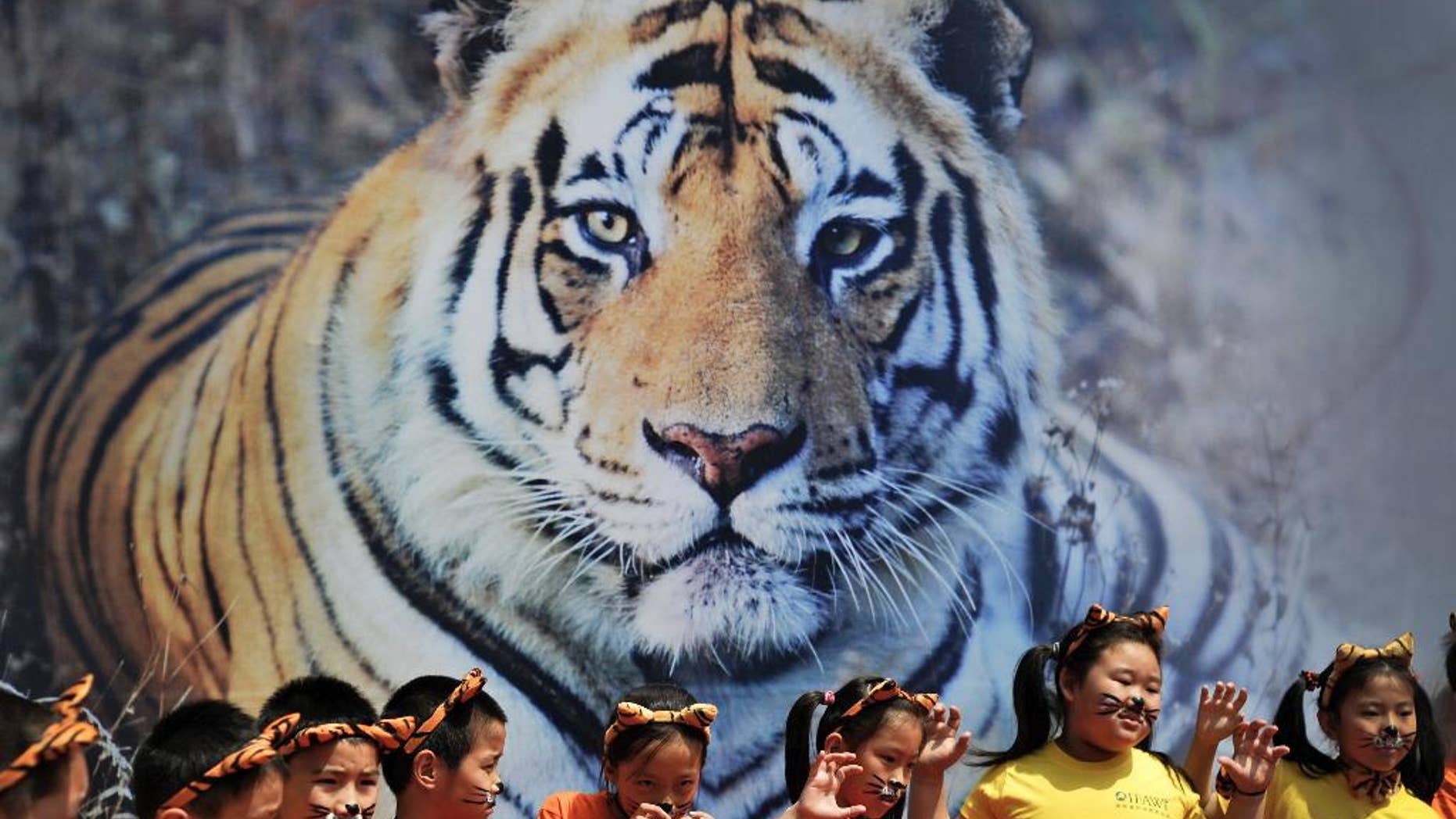 May 29, 2010: Schoolchildren with tiger's ears headbands gesture in front of a tiger poster during an event to encourage people to protect the endangered wild tiger species around Asia held at the National Animal Museum in Beijing, China.