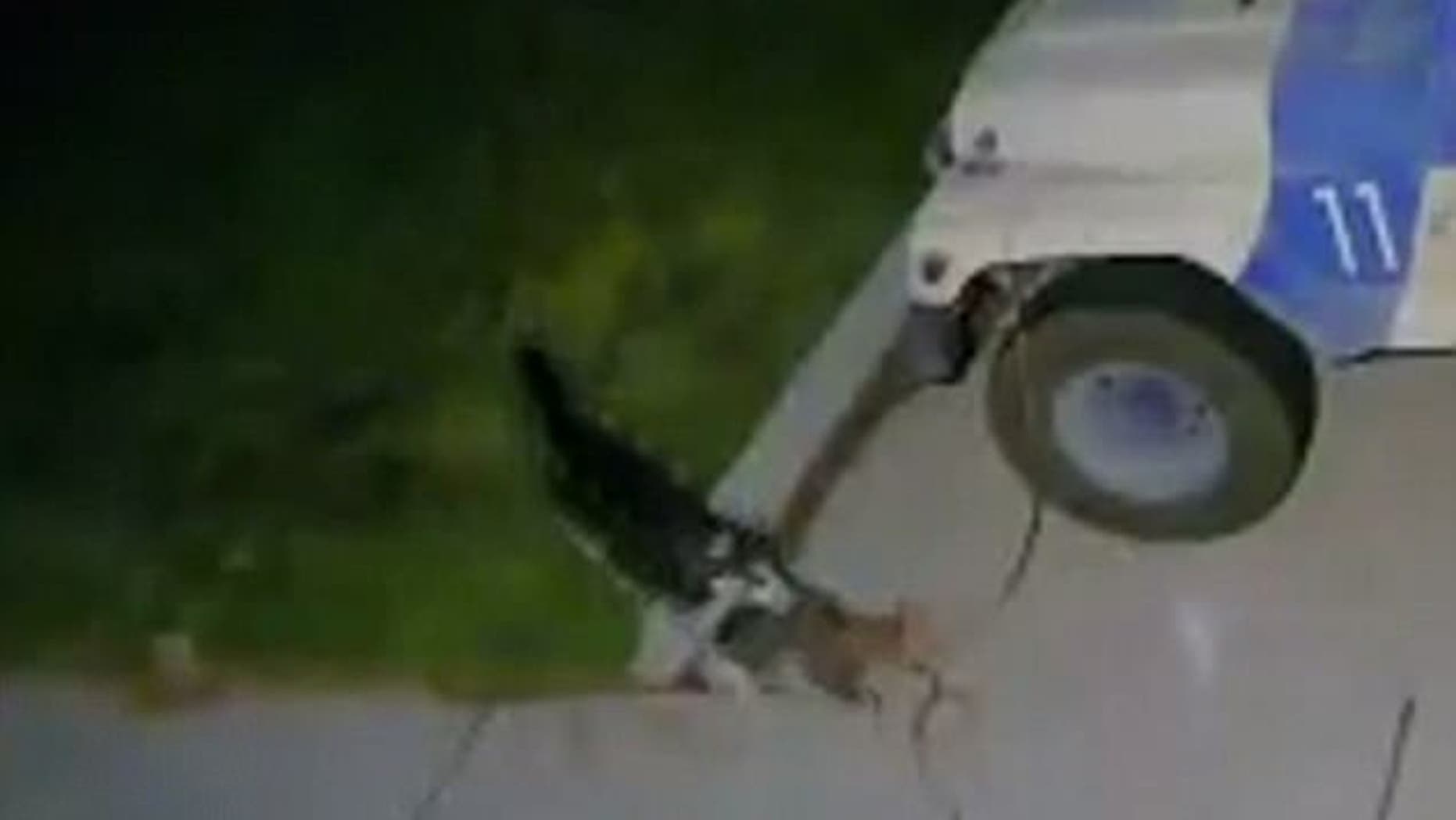 A Utah dog owner is facing legal trouble after her Husky reportedly went on a killing spree that left dozens of animals dead.
