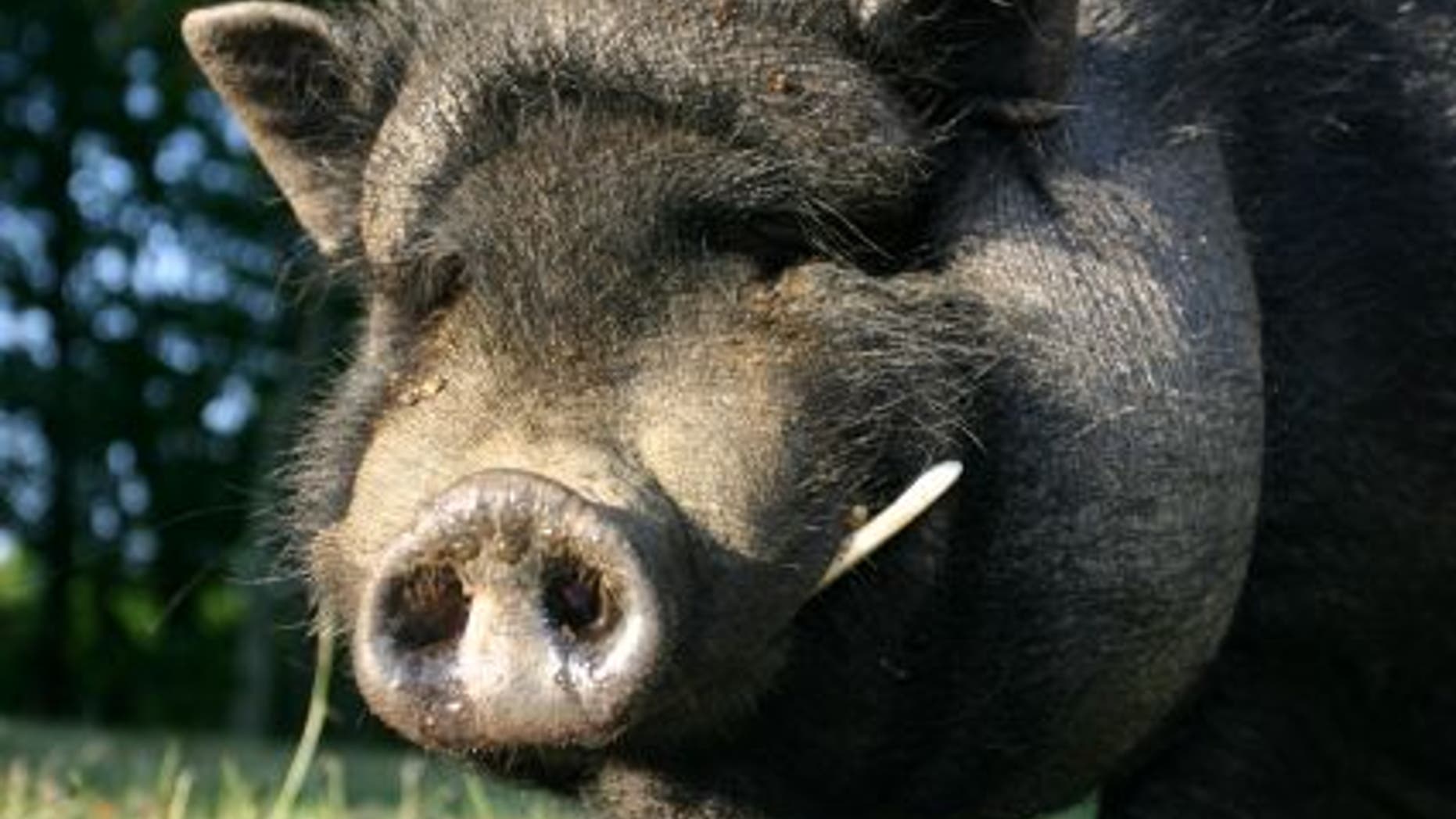 New air travel rules could mean that pot-bellied pigs, miniature horses and monkeys could all be allowed to travel on planes as service animals.