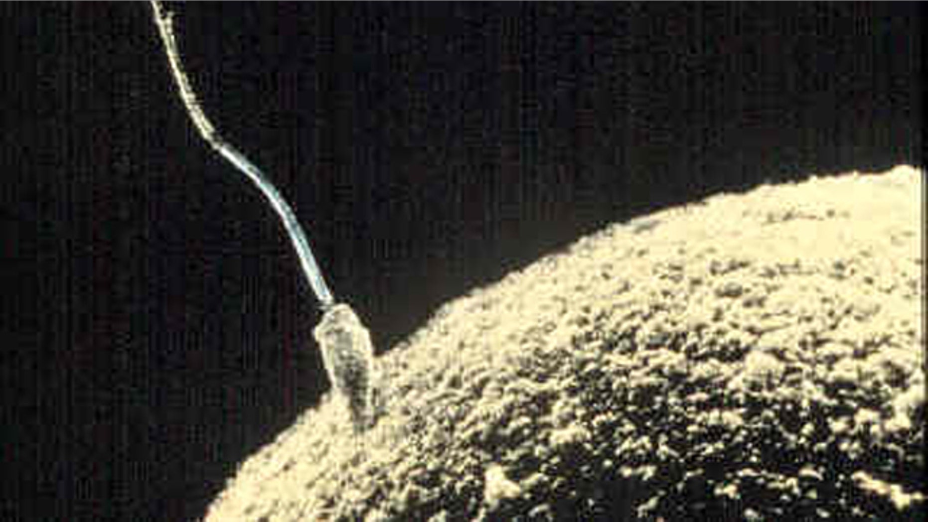 Sperm penetrating an ovum during fertilization.