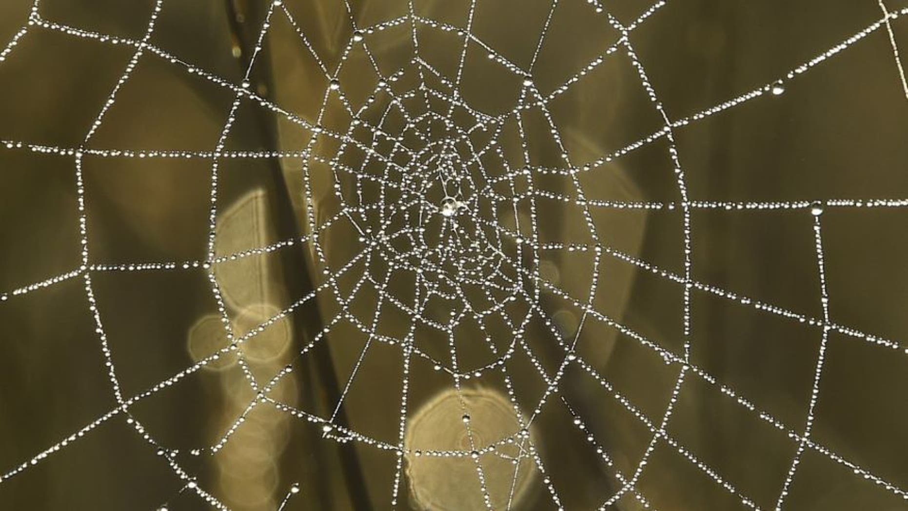 File photo - Dew drops on a spider web reflect the morning sun in Richmond Park in west London, Britain, Oct. 2, 2015. (REUTERS/Toby Melville)
