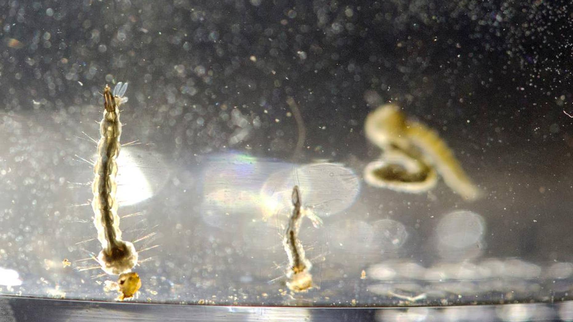 FILE - In this Wednesday, Aug. 24, 2016 file photo, Aedes Aegypti mosquito larvae swim in a container at the Florida Mosquito Control District Office in Marathon, Fla. A first look at U.S. children who were infected with Zika virus suggests the germ typically causes _ at worst _ only a mild illness in children, according to a report released by the Centers for Disease Control and Prevention on Friday, Sept. 30, 2016. (AP Photo/Wilfredo Lee)