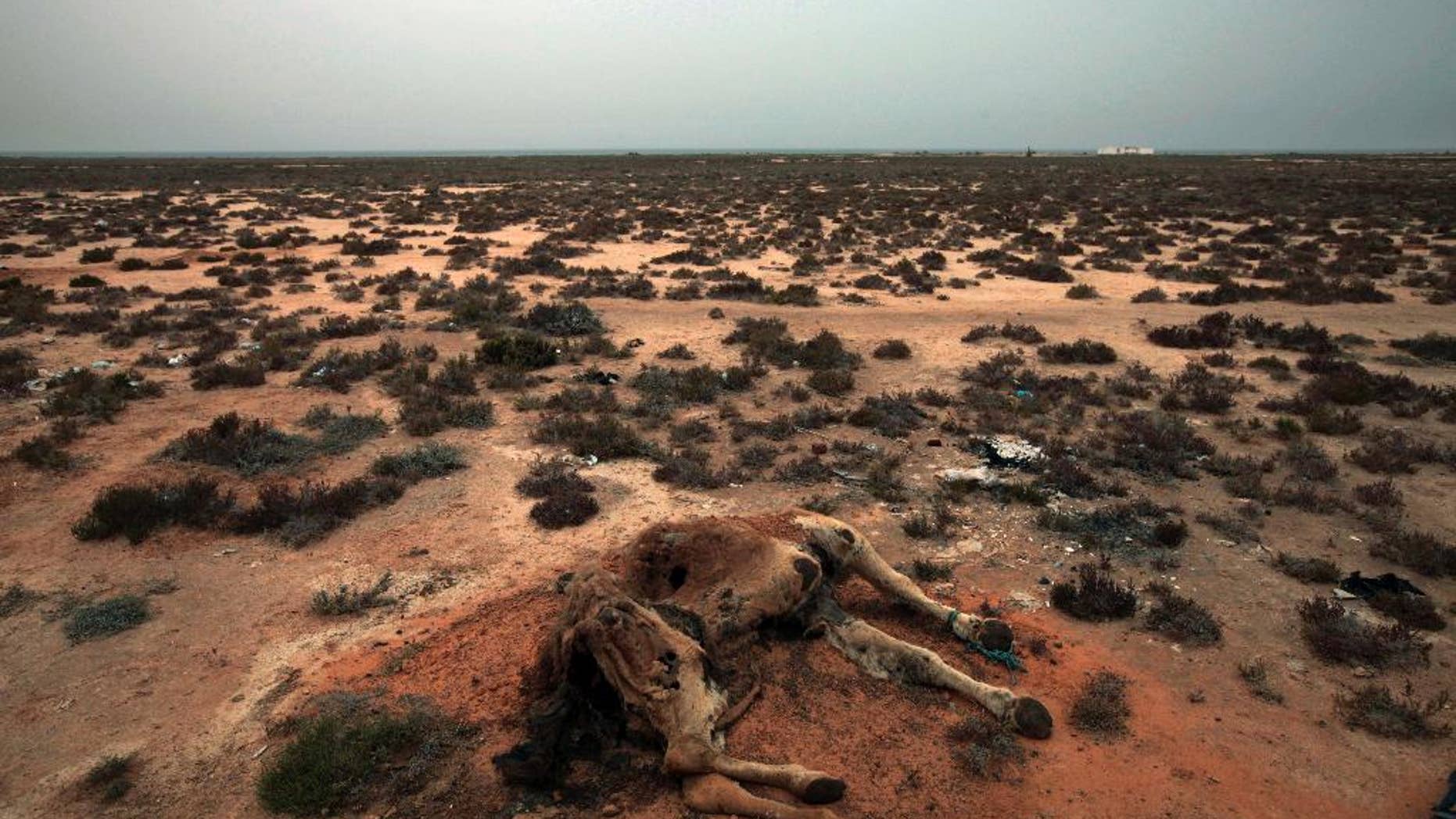 FILE - This Saturday, March 12, 2011 picture shows a dead camel in the desert outside the southeastern village of Ben Guerdane, Tunisia, close to the border with Libya. Struggling with extremism and economic woes, Tunisia now faces another menace: persistent drought across several regions that is threatening farming, a pillar of the economy, and creating new social tensions. (AP Photo/Lefteris Pitarakis, File))