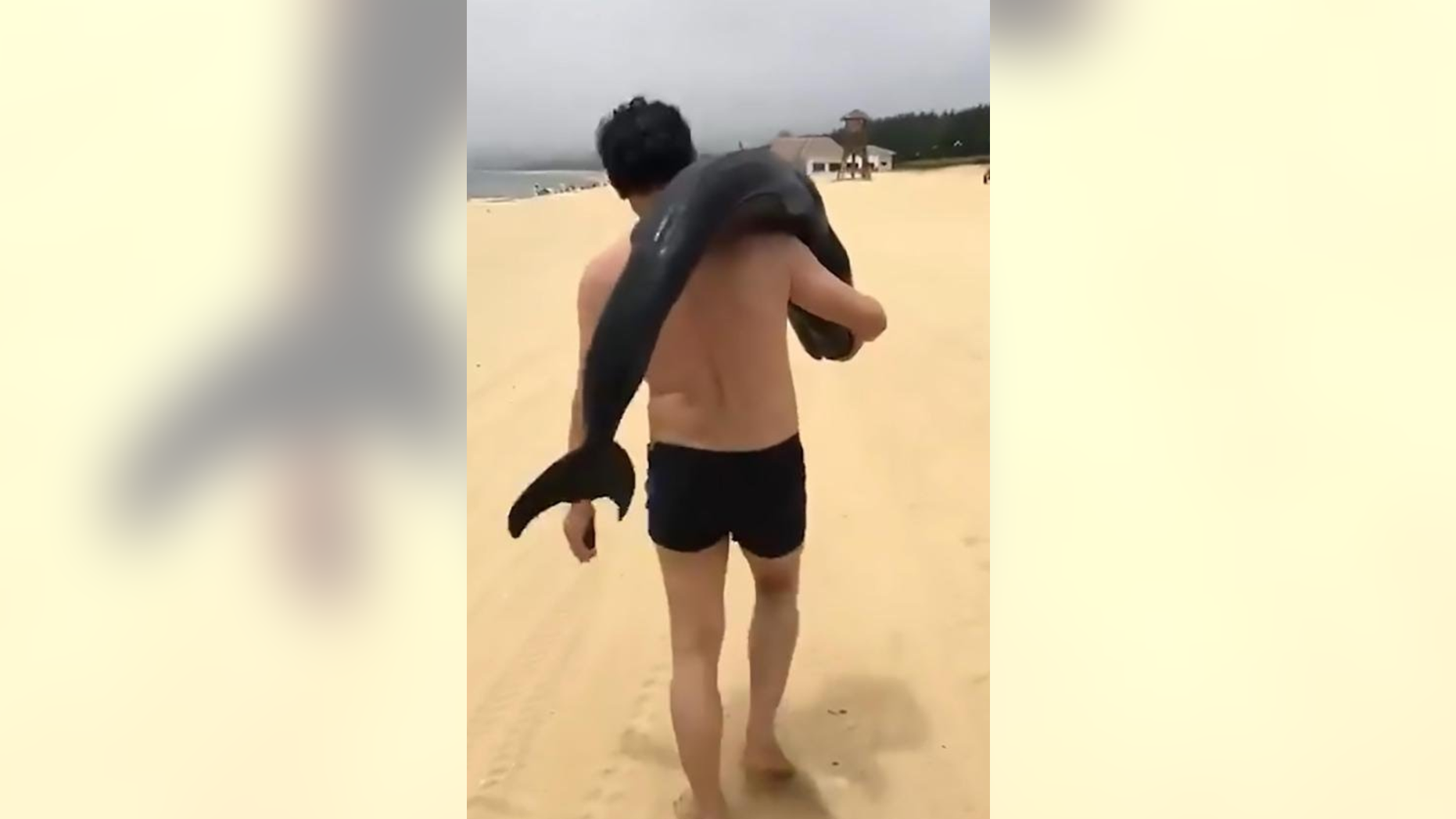 Video footage shows a tourist walking off with a beached dolphin over the labor holiday in China.