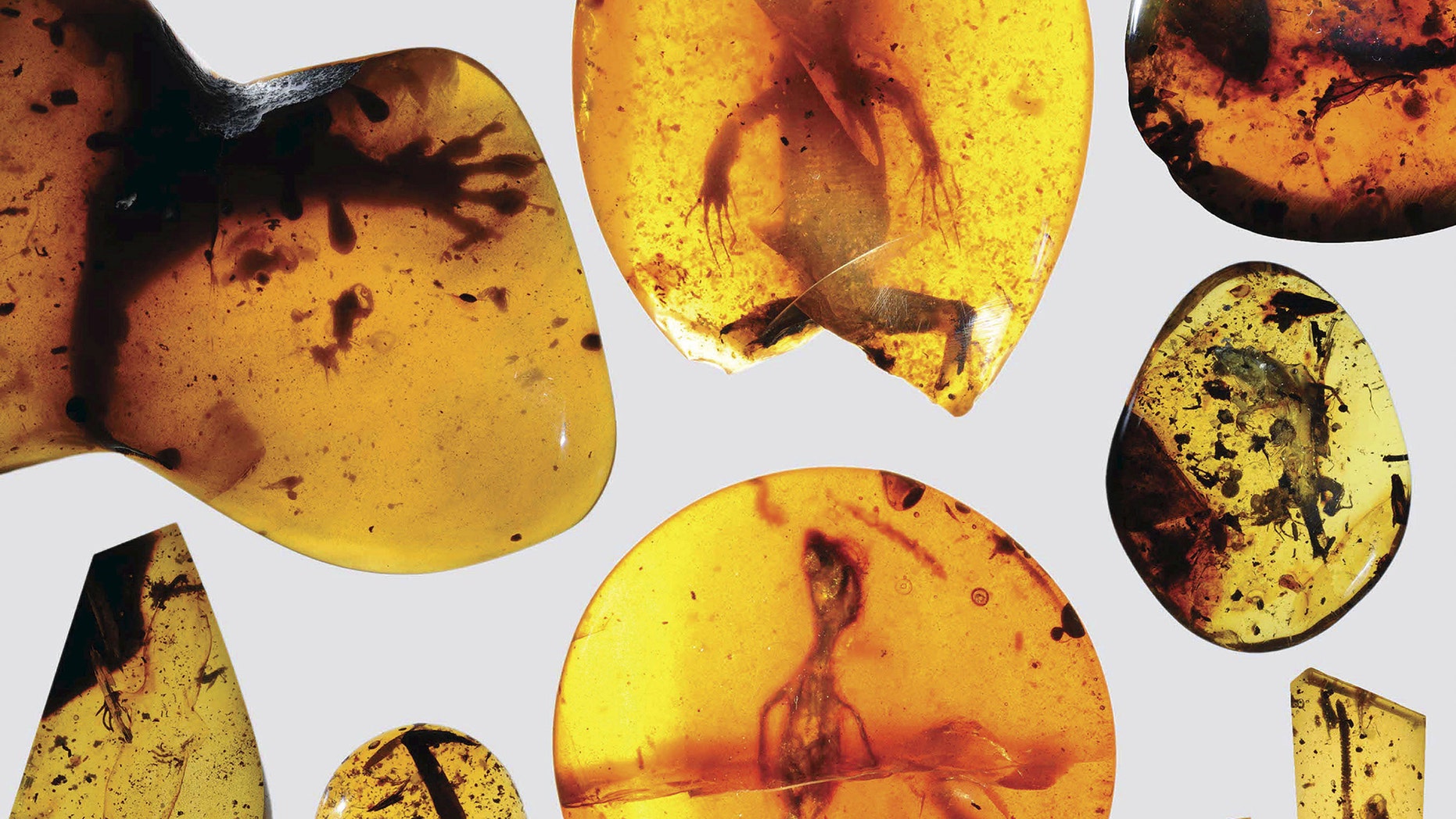 File photo: Various lizard specimens are shown preserved in ancient amber from present-day Myanmar in Southeast Asia, in this handout photo provided by the Florida Museum of Natural History on March 5, 2016. A fossilized lizard found in Southeast Asia preserved in amber dates back some 99 million years, Florida scientists have determined, making it the oldest specimen of its kind and a "missing link" for reptile researchers. The lizard is some 75 million years older than the previous record holder, according to researchers at the Florida Museum of Natural History, who announced the finding this week. (REUTERS/David Grimaldi/Florida Museum of Natural History/Handout via Reuters)
