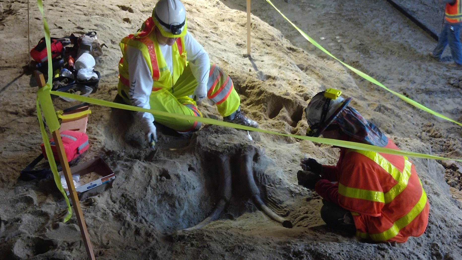 The skull of a large Probiscidean, such as a mammoth or a mastodon, was recently unearthed while construction workers were digging a new line to the Los Angeles Metro (Metro).
