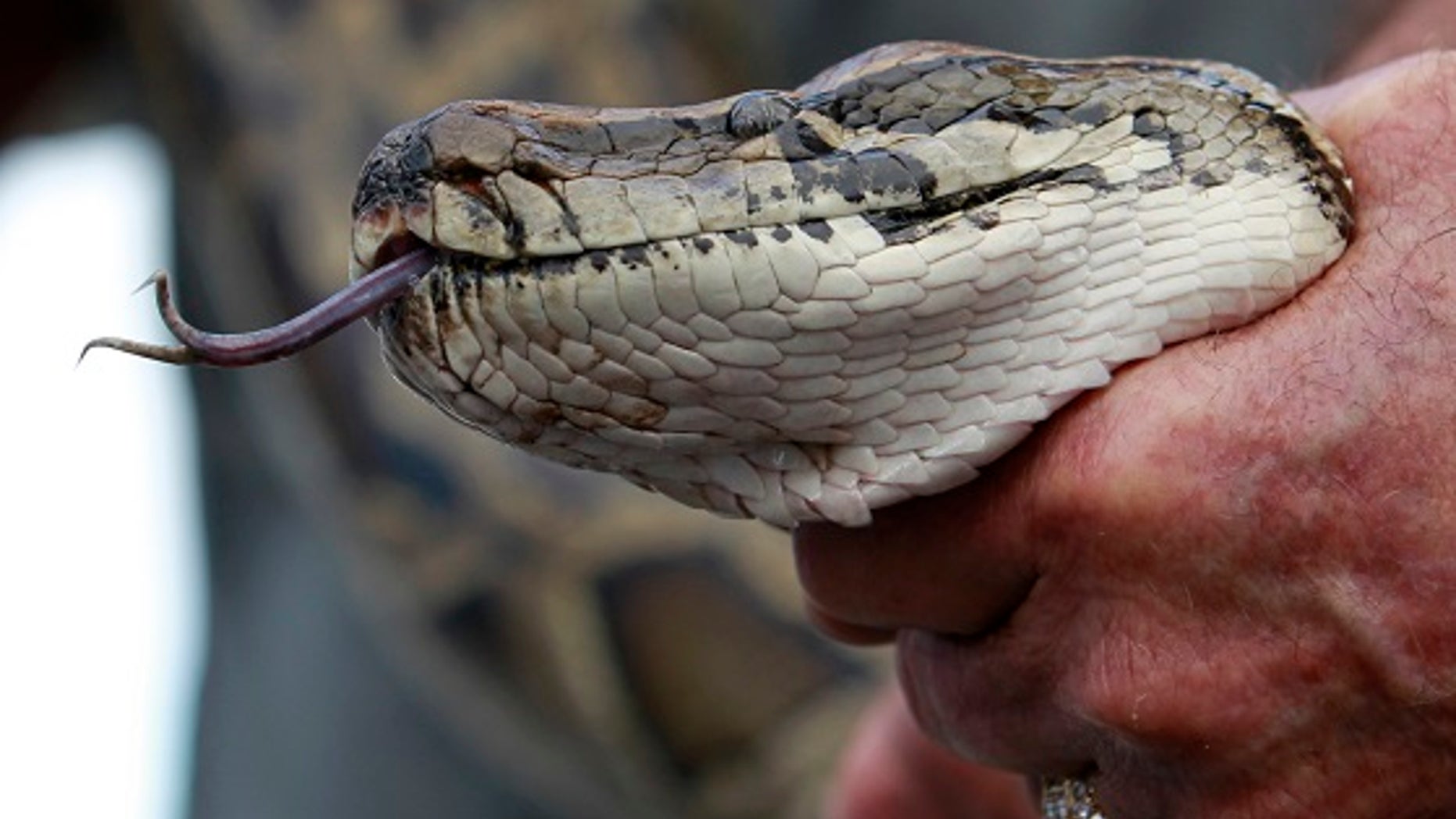 Lake County Fire Rescue said they were searching for a 9-foot python a man said ate his cat. This 13-foot Burmese python was captured in Florida in 2013.