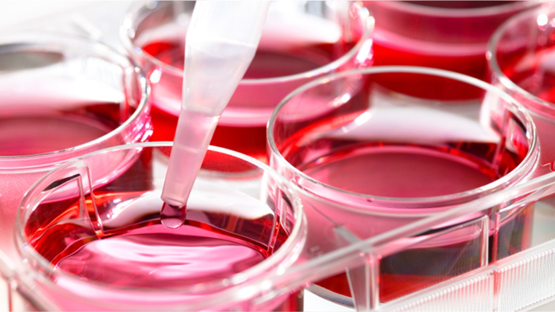Growing stem cells in the laboratory