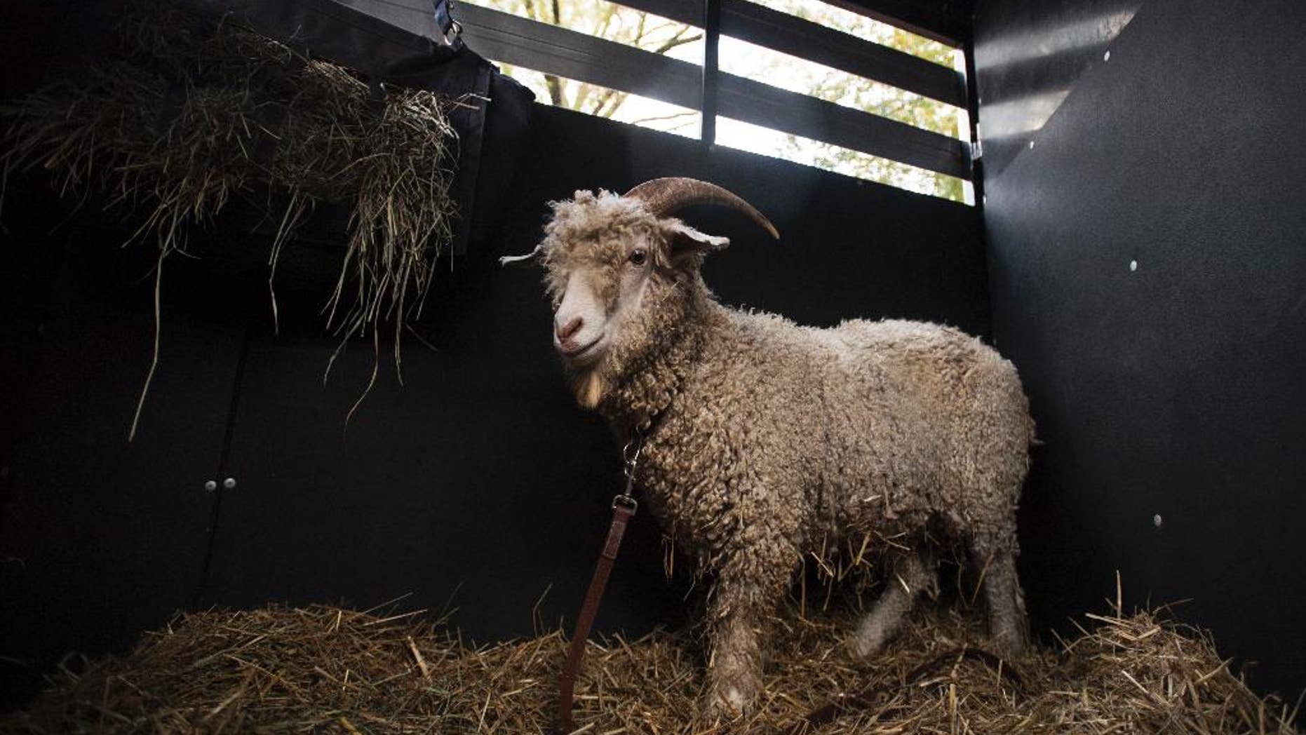 This undated photo provided by the U.S. Naval Academy shows Bill XXXVII, the USNA's new goat to the mascot herd. Media outlets report that after the death of Bill XXXV due to illness, the Naval Academy decided Bill XXVI should have a shipmate next to him on the sidelines to keep morale high. (Tyler Caswel/USNA via AP)