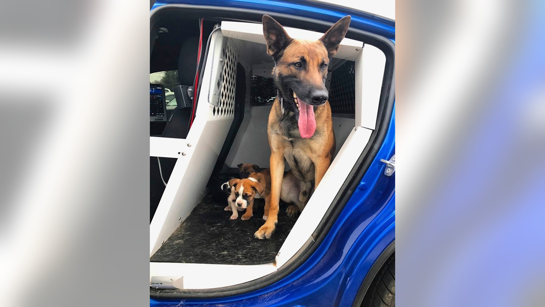 In this undated photo released by the Georgia Department of Public Safety, Tek a police dog working with State trooper Jordan Ennis and puppies are seen. Ennis found the puppies while patrolling a southwest Atlanta subdivision on Monday, March 13, 2017. (The Georgia Department of Public Safety via AP)
