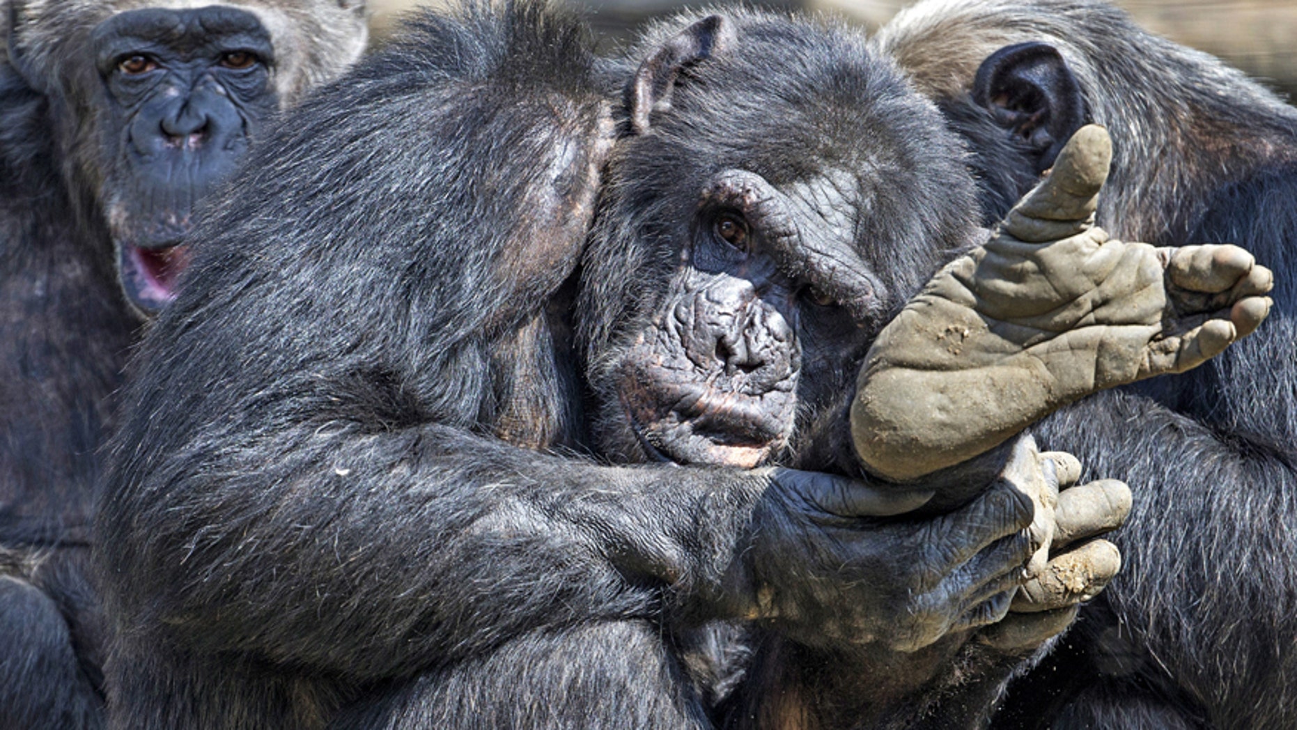 File photo: Chimpanzees gather together in their compound at the Olmense Zoo in Olmen, Belgium, April 16, 2015. (REUTERS/Yves Herman/File photo)