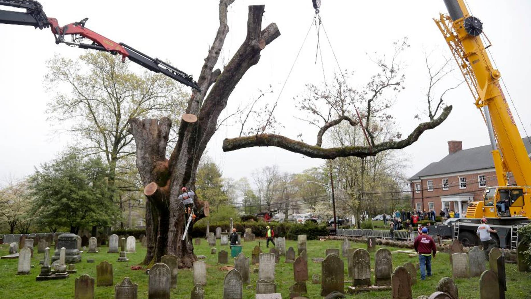 FILE - In this Wednesday, April 26, 2017, file photo, a large branch is removed from an old oak tree in Basking Ridge, N.J. Remnants of the 600-year-old white oak tree that was believed to be among the oldest in the nation will become furniture. The trunk and limbs were to be delivered Tuesday, May 2, 2017, to Pollaro Custom Furniture in Hillside. (AP Photo/Seth Wenig, File)