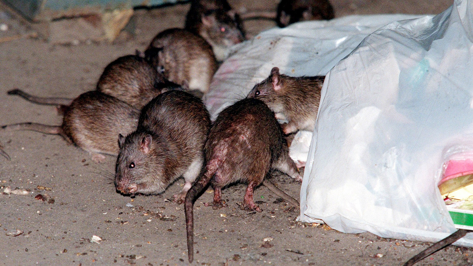 Rats swarm around a bag of garbage near a dumpster at the Baruch Houses in New York in this 2000 photo.