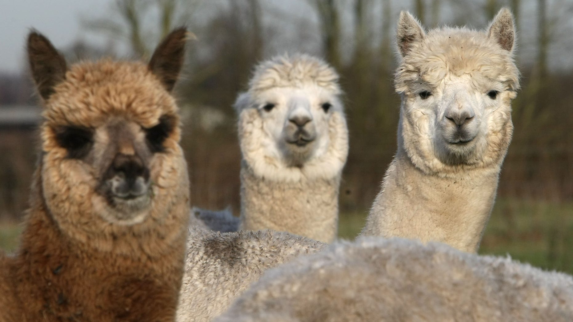 KNUTSFORD, UNITED KINGDOM - DECEMBER 13: Alpacas graze on a field owned by farmer Khanikhah Guy at her country small holding on December 12, 2007, near the village of Pickmere, Knutsford, England. Alpacas are part of the camelids family and originate from the Andes. They are much sought after for their wool and coats which make high quality clothes and garments. Khanikhah's products and animals have become popular with the affluent and celebrity set of Cheshire with Alpacas becoming the latest new designer pet and costing up to GBP 5000. Socks made from the wool are her top selling Christmas present from her Artemis Alpacas Farm Shop. Shearing of the animals wool is done annually by a skilled shearer who flies to the UK from New Zealand. None of her animals are slaughtered for their fleeces and are only used after a natural death. (Photo by Christopher Furlong/Getty Images)