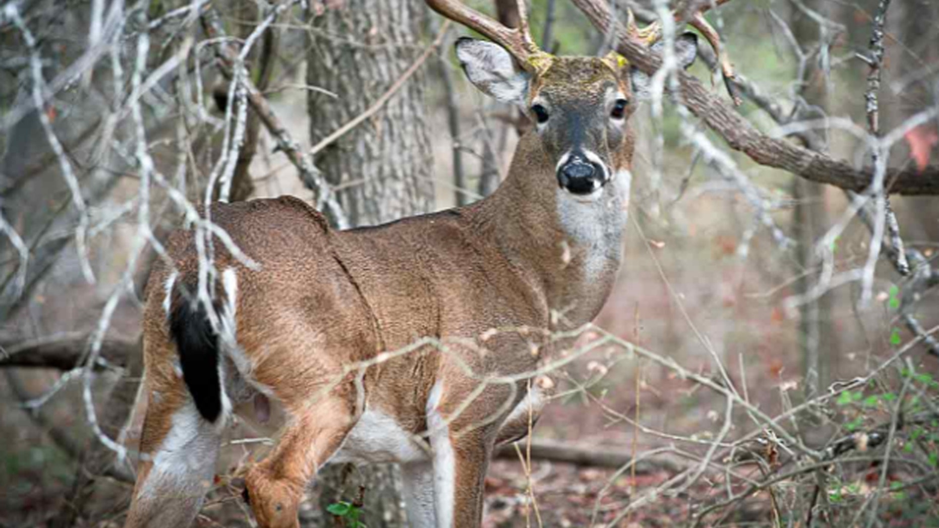 which species of deer may not be hunted in washington