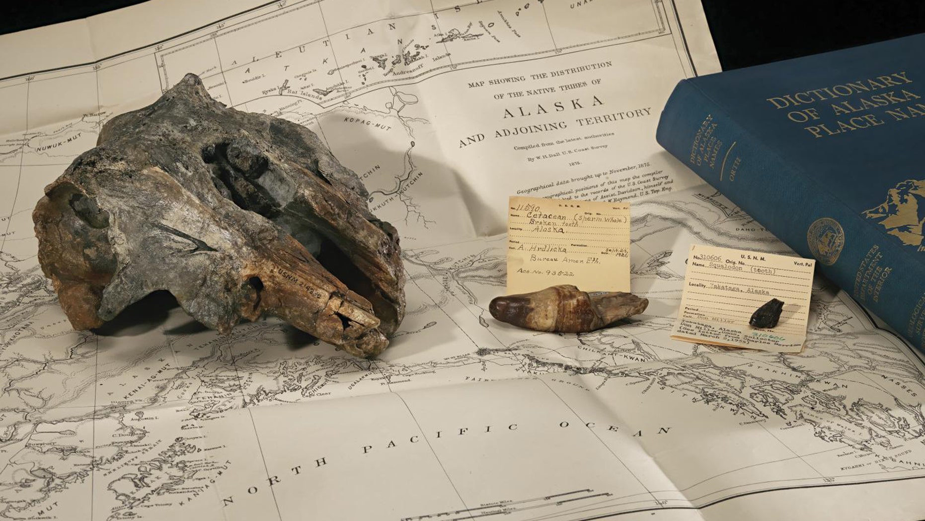 (James Di Loreto, Smithsonian)